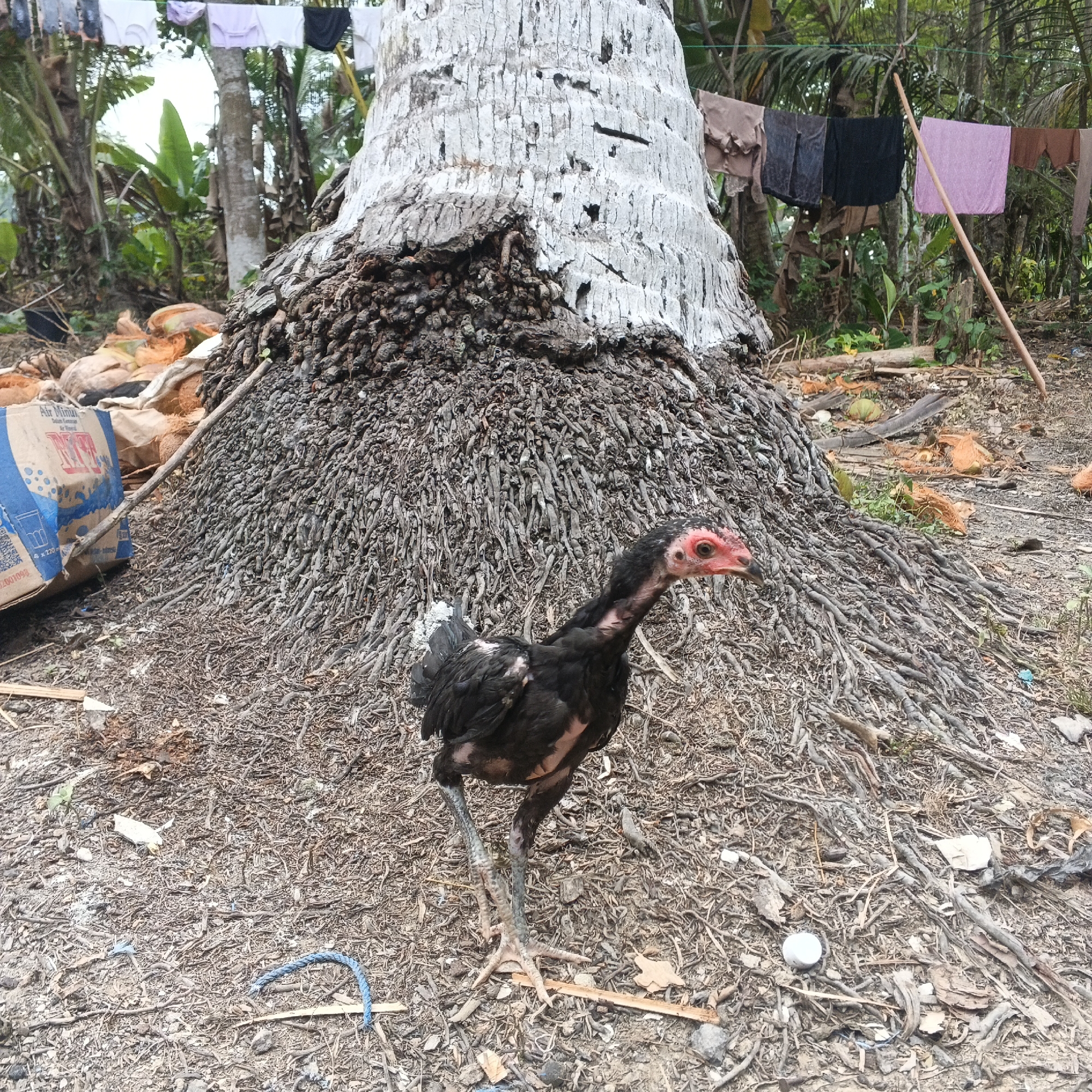 An outdoor scene features a black chicken standing in dry dirt and debris. Behind the chicken, a large coconut tree trunk with exposed, gnarled roots is prominently displayed. To the left of the tree, a blue and white cardboard box is visible, partially obscuring some dried coconuts. In the background, laundry hangs on a clothesline suspended between trees. The ground is covered with dry leaves, twigs, and scattered debris.