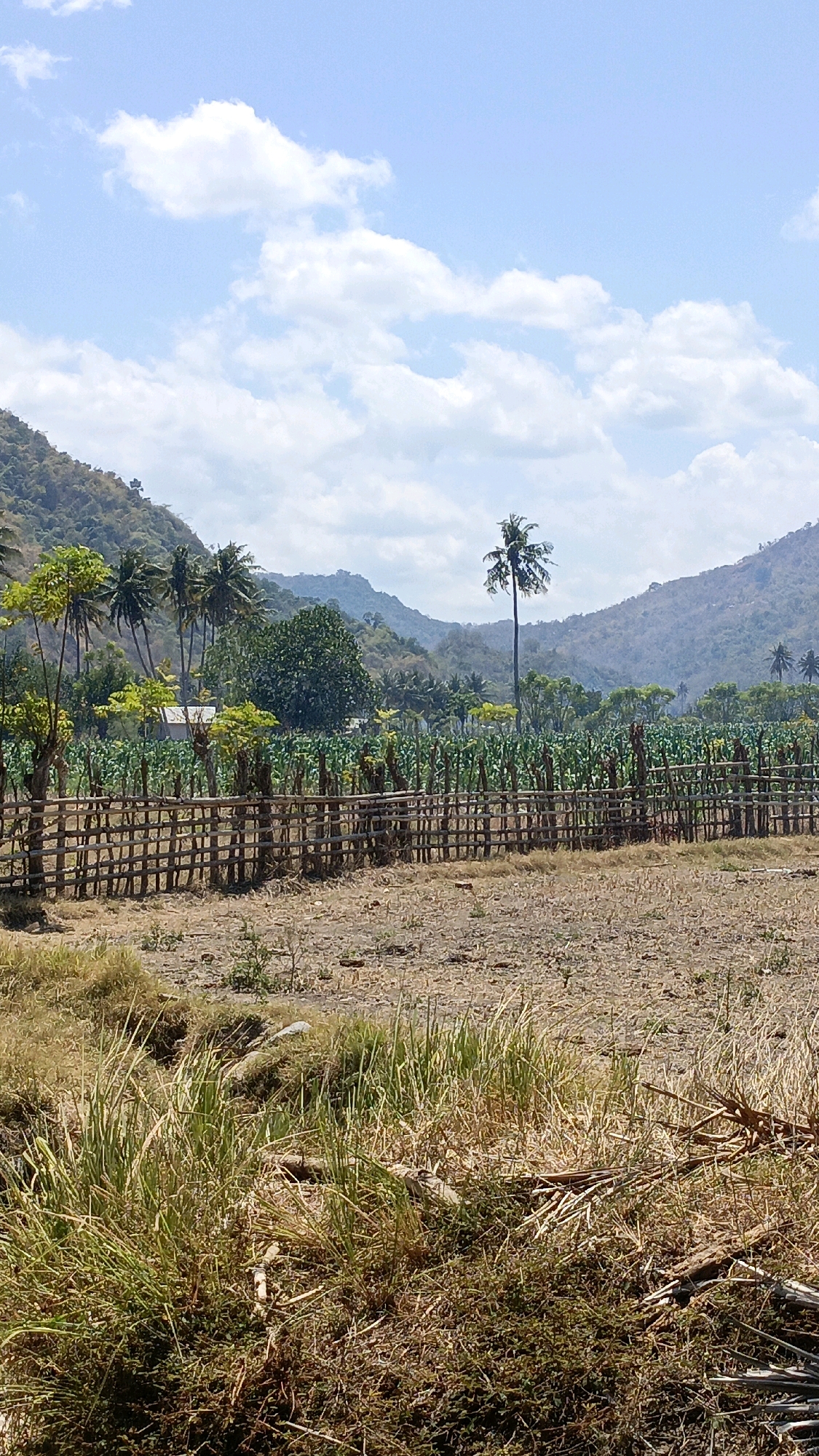 This is a vertical, eye-level, medium shot of a rural landscape in Desa Lamunga, Indonesia. The sky is a pale blue with scattered white clouds. In the foreground, dry grass and some greenery are visible, with a few scattered pieces of wood and debris. A fence made of rough wooden poles and horizontal branches runs across the middle ground, enclosing a field of green crops, possibly corn. Behind the field, several palm trees and other trees are scattered, with some buildings partially visible amongst them. The background consists of rolling, sparsely vegetated hills and mountains. The overall impression is one of a dry, sunny day in a rural agricultural area.