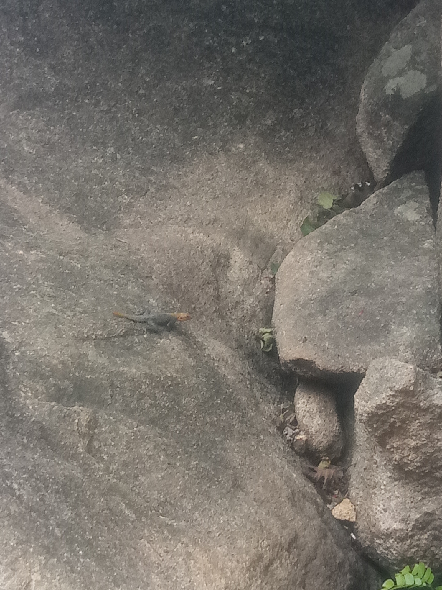 A lizard with a blue body and orange head is camouflaged against a gray, rocky surface. The lizard is positioned on the left side of the frame, facing right. In the background, large boulders are visible, with some sparse green vegetation growing in the crevices.
