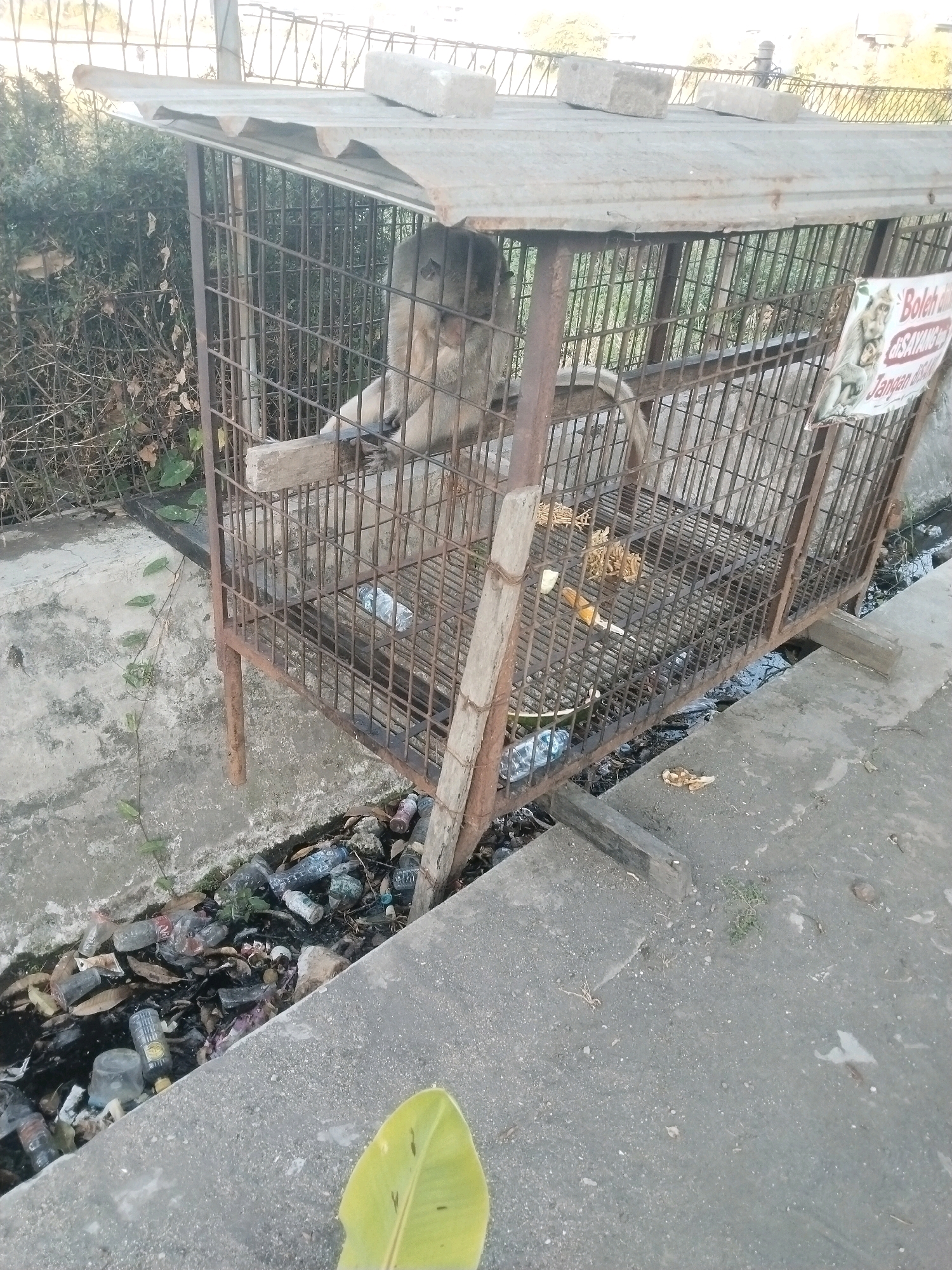 The image depicts a monkey confined within a rusty, homemade metal cage, which is situated outdoors in what appears to be a public area. The cage is constructed with vertical bars and a corrugated metal roof, which is propped up by concrete blocks. Inside the cage, there are a few pieces of food, some dry twigs, and a plastic bottle. The monkey, light brown in color, is partially visible within the cage, appearing to be sitting or lying down. A sign with text in Indonesian and an image of monkeys is attached to the front of the cage.
The cage is positioned next to a concrete drainage ditch that is filled with a significant amount of trash, including plastic bottles, wrappers, and leaves. The ground surrounding the cage and ditch is concrete. In the background, there is a dense area of green foliage, possibly bushes or trees, and a wire fence. The overall scene suggests an urban or semi-urban environment, possibly a street or park. The presence of trash in the ditch and the makeshift nature of the cage imply a less than ideal living condition for the animal. The location is identified as Pepelegi, Indonesia.