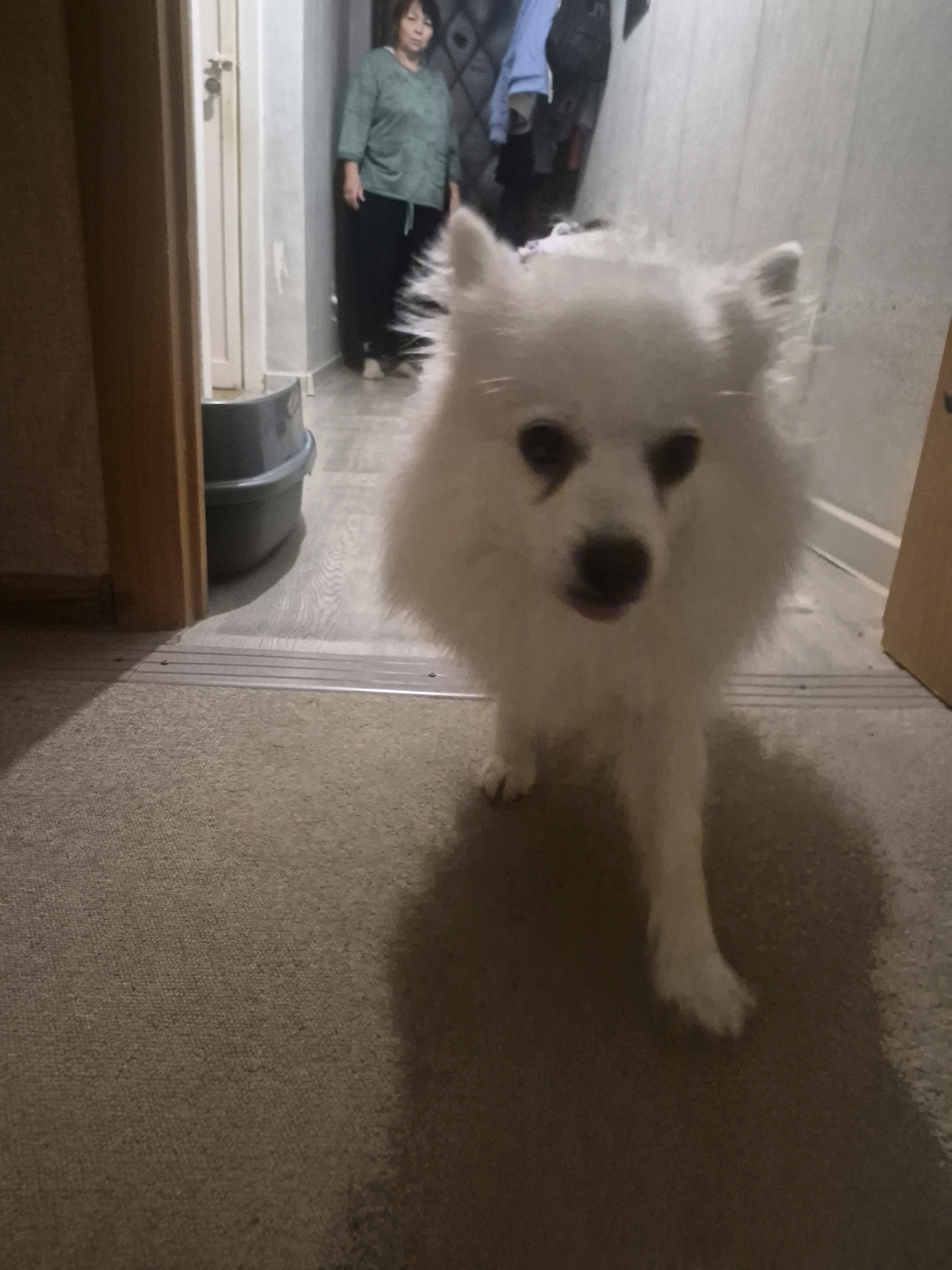 A white Pomeranian dog with its tongue slightly out is walking towards the camera in a hallway. The dog is in the foreground, and its body is mostly in focus, though its legs are slightly blurred due to movement. Behind the dog, a woman in a green shirt and black pants is standing in the background, facing the camera. She appears to be in a residential hallway, as indicated by the carpeted floor in the foreground, a gray trash bin, and a doorway to her left. The lighting is dim, suggesting it is either evening or a poorly lit interior space. The scene does not provide any specific indicators to pinpoint a location in Khimki, Russia.