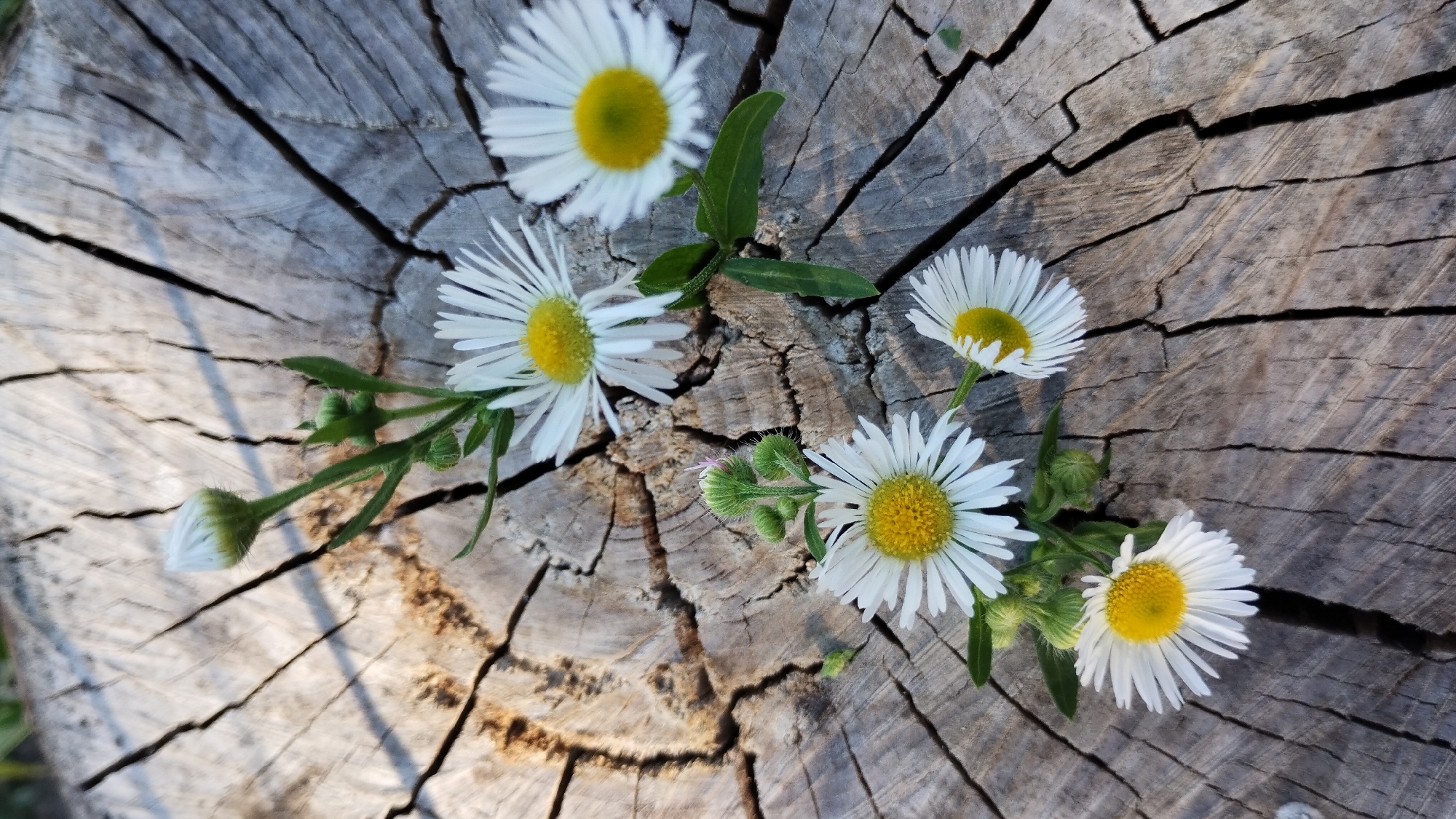 A close-up, overhead shot shows a cluster of daisies with yellow centers and white petals scattered across a weathered wooden surface. The wood is a light gray-brown with deep cracks and a rough texture, resembling a tree stump. Some of the daisies are fully bloomed, while others are still buds. The lighting suggests it is daytime, with shadows cast across the wood.