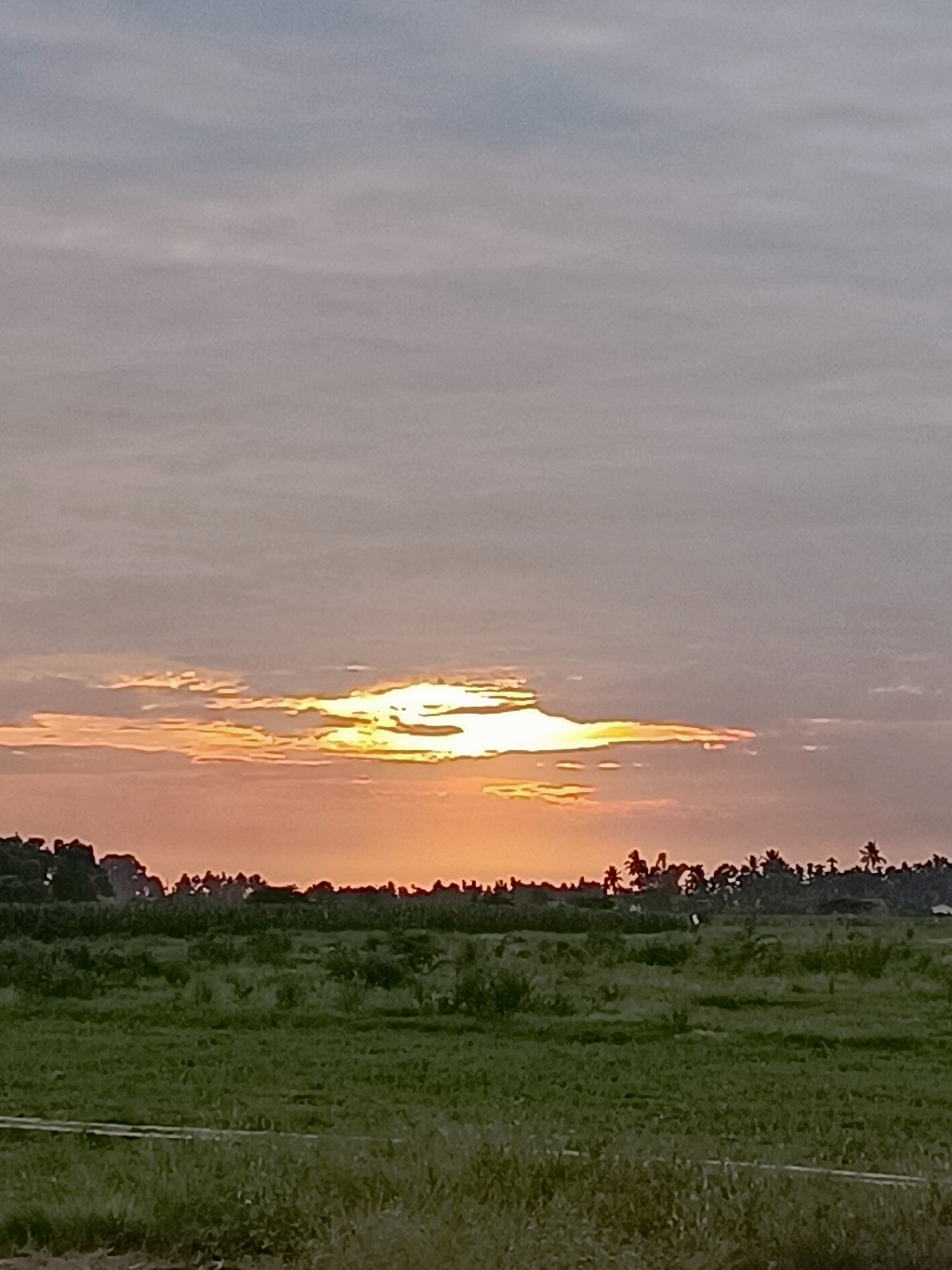 A landscape photograph captures a sunset scene in Meunasah Pupu, Indonesia. The sky is dominated by soft, muted colors, transitioning from a pale gray at the top to warm oranges and pinks near the horizon. A horizontal band of clouds stretches across the mid-sky, illuminated from within by the setting sun, creating a bright, glowing effect. Below the sky, a line of silhouetted trees and palm fronds marks the edge of a rural area. In the foreground, a wide expanse of green fields, likely agricultural land, stretches out. The fields appear somewhat overgrown, with patches of taller grass and vegetation visible. The overall impression is one of tranquility and the end of a day in a rural Indonesian setting.