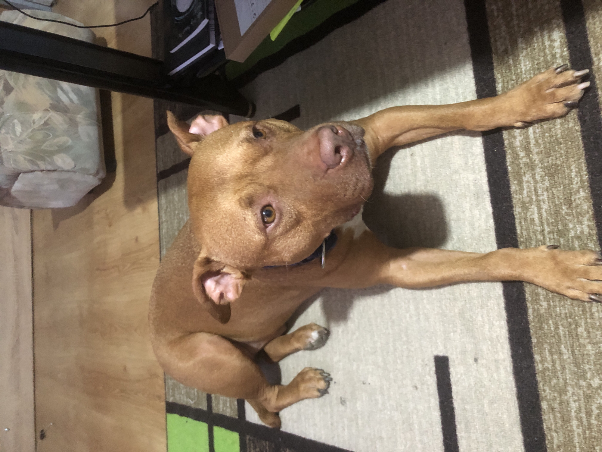 A medium-shot, eye-level, portrait photograph shows a tan Pit Bull dog lying down on a striped rug. The dog is facing towards the right side of the frame, but its head is turned to face the camera. The dog's ears are perked slightly, and its eyes are open and looking at the camera. The dog's mouth is closed, and its tongue is not visible. The dog is wearing a dark blue collar.
The dog is lying on a rug that has a pattern of alternating dark gray and beige stripes, with a section of green and black stripes on the left side of the frame. The floor is made of light brown wood planks. In the background, there is a portion of a sofa with a floral pattern and a black desk with some books and a box. The lighting is dim, with shadows present on the floor and the dog's body.
The image is a still photograph and does not depict any action or interaction. The environment appears to be an indoor setting, possibly a living room or office. The image does not contain any specific information that would allow for the identification of its location in Sofia, Bulgaria.