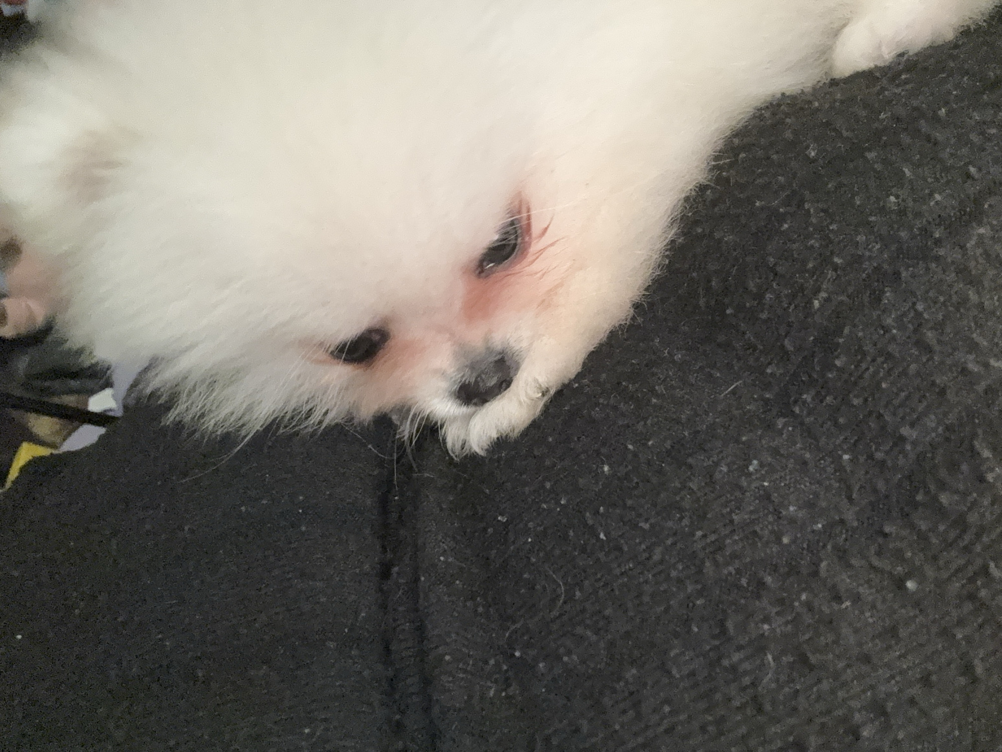 A close-up shot shows a white, fluffy dog lying on a dark gray, textured surface. The dog's face is prominent, with visible black eyes and a black nose. The area around the dog's eyes appears slightly pink. A small portion of yellow fabric is visible on the left side of the frame. There are no people evident in the image. Location cannot be determined from the image.