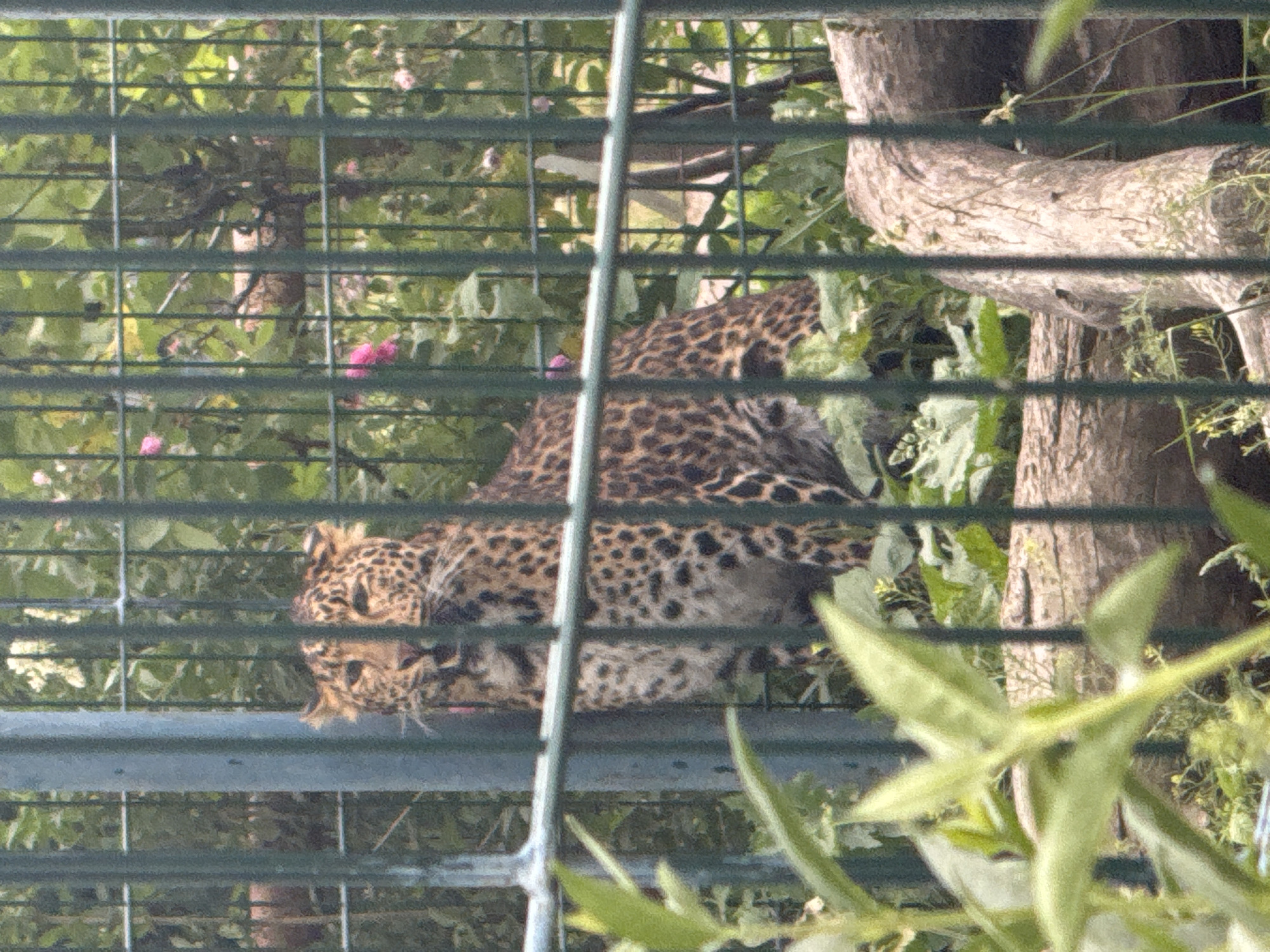 A leopard is visible behind a green metal fence in an outdoor enclosure. The leopard is looking to its left with its mouth slightly open, revealing its teeth. Its fur is spotted with black rosettes on a tan background. The enclosure contains green foliage, pink flowers, and several logs. The scene is set in the city of Zaliznychne, Ukraine.