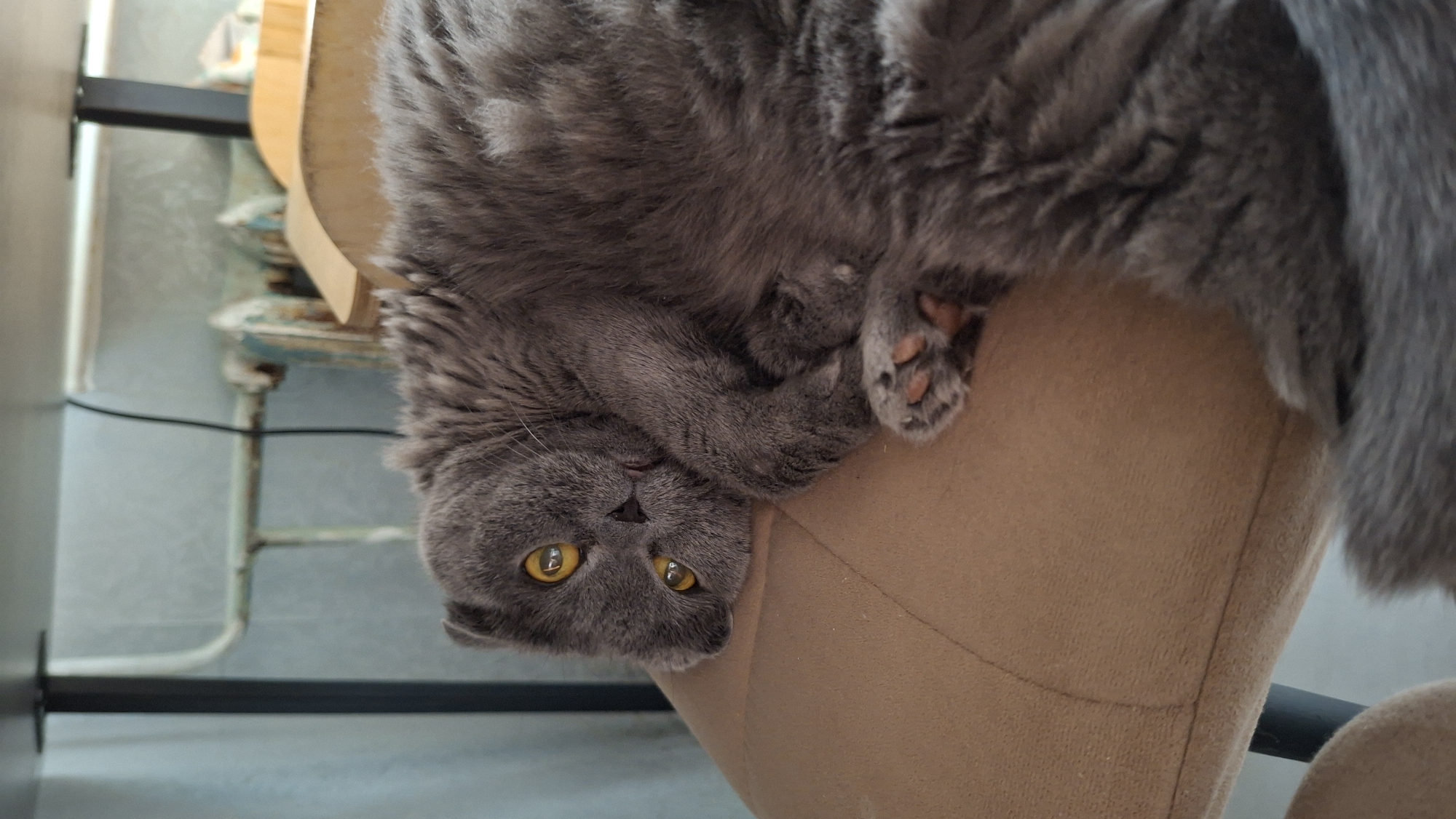A grey, short-haired cat with prominent yellow-orange eyes is captured in an upside-down position, lying on a light brown, upholstered surface, likely a chair or sofa. The cat's head is tilted slightly, and it gazes directly at the viewer with a calm, inquisitive expression. Its front paws, revealing pink toe beans, are visible near its head, while its dense, mottled grey fur covers most of the frame. The cat's tail is partially visible on the right side of the image.
In the background, a rustic, distressed wooden furniture piece with flaking blue-green and white paint is partially visible. A black metal bar or frame runs horizontally in the lower left background, and a black cable stretches across what appears to be a light-colored floor or base. The scene depicts an indoor setting, likely a home in Chaikovsky, Russia, with a mix of modern and antique elements. The lighting suggests daytime. There is no visible text.