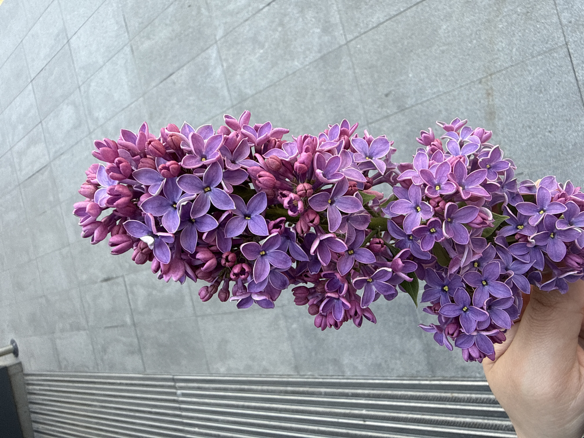 A close-up, high-angle shot captures a cluster of vibrant purple lilac flowers held against a neutral background. An adult's hand, with a light skin tone, is visible in the lower right, gently grasping the stems of the flowers.
The lilacs are in various stages of bloom, showcasing a range of purple and magenta hues. Many flowers are fully open, displaying four distinct petals with lighter, almost white edges, while others remain as tighter buds. Their delicate forms and rich colors are the focal point of the image.
The background consists of two distinct sections. The upper portion is a light grey, tiled or concrete surface, featuring subtle grid lines. The lower portion, appearing below the flowers and partially obscured by the hand, is a horizontal ribbed metal structure, possibly a ventilation grate, a building facade element, or a railing. The overall setting appears to be an outdoor urban environment, with the plain background emphasizing the natural beauty of the flowers. No text is visible in the image.