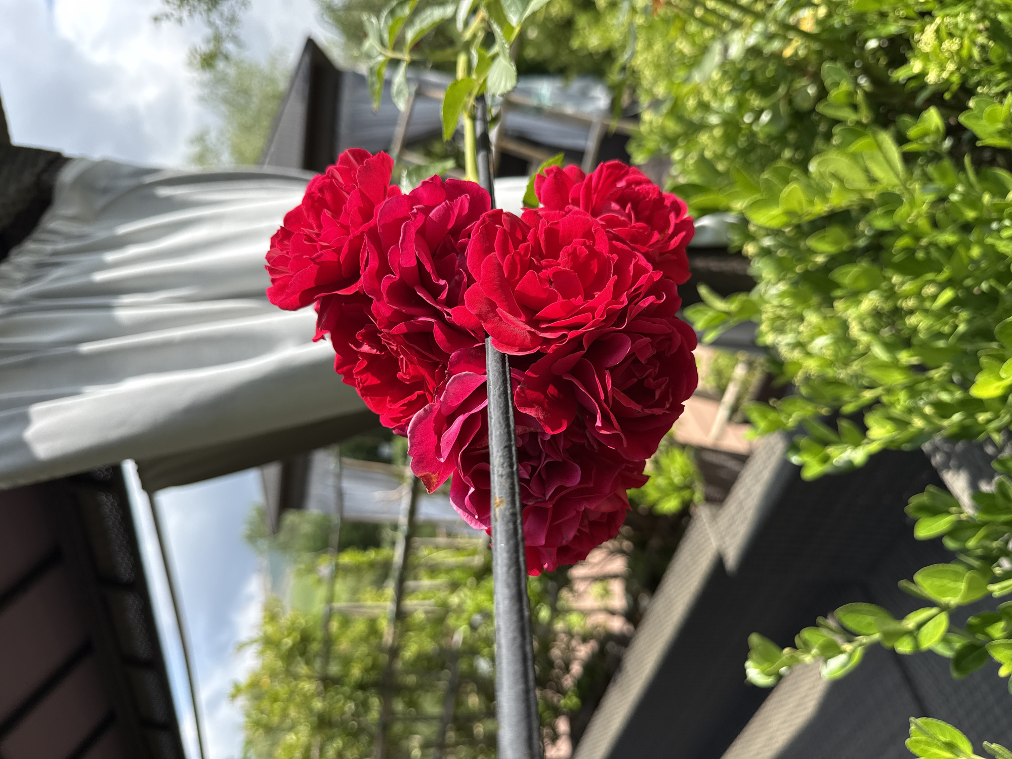 The image shows a close-up view of a cluster of vibrant red roses in bloom, with a blurred outdoor background. A dark, thin horizontal bar runs across the mid-ground, partially obscuring the roses. Behind the roses, a white curtain or canopy is visible, illuminated by sunlight. Further in the background, lush green foliage and structures are out of focus. The scene appears to be set on a balcony or patio, suggested by the presence of what looks like outdoor furniture in the lower left and lower right portions of the image. The sky above is cloudy. The image is taken in the city of Mirikənd, Azerbaijan.