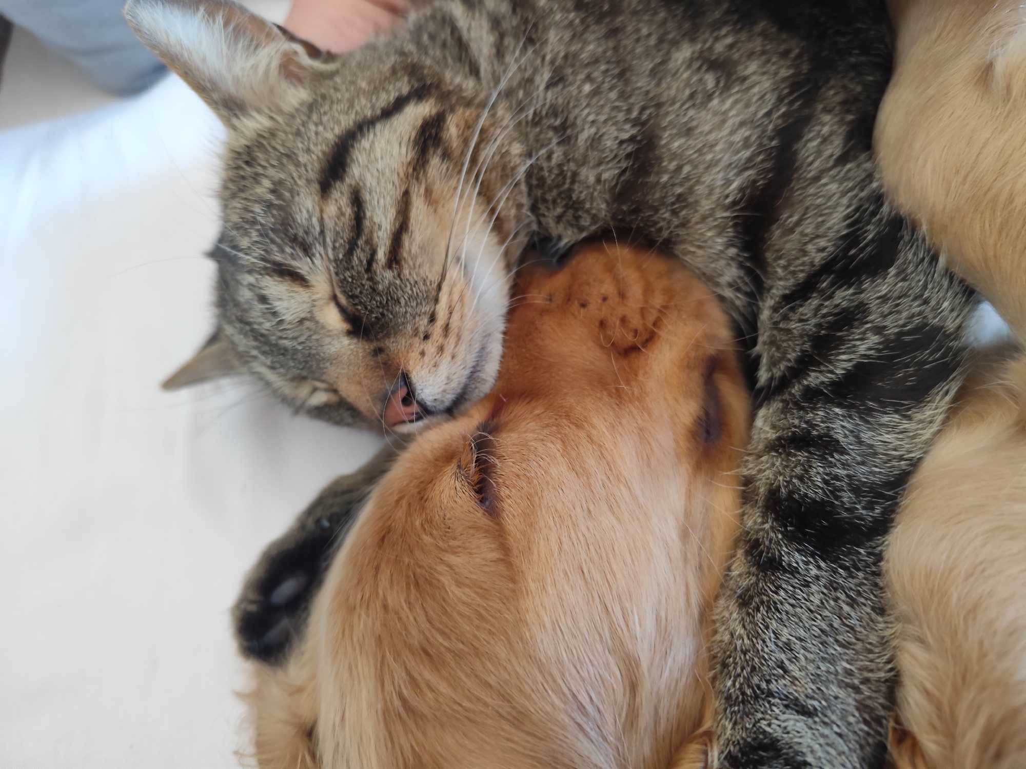 A close-up shows a tabby cat and a golden retriever puppy sleeping closely together. The cat is lying on top of the puppy, with its head resting on the puppy's head. Both animals are asleep, with their eyes closed. The scene appears to be indoors, potentially on a bed or soft surface. There is no indication of the location being Dafni, Greece in the image.