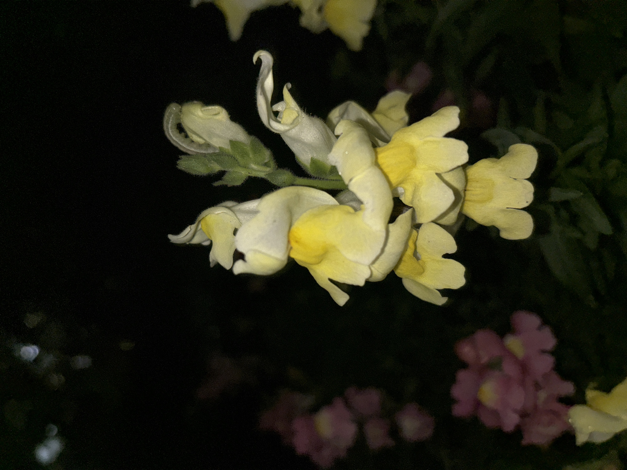 A close-up, low-light photograph captures a cluster of pale yellow snapdragon flowers in bloom against a dark, blurred background. The flowers are primarily located in the right and center of the frame, with some blurred pink flowers visible in the lower left portion of the image. The scene appears to be outdoors at night, as indicated by the dark background and the bokeh effect on distant lights or flowers. There are no people or animals visible in the image. The focus is sharp on the delicate petals and green stems of the snapdragons, revealing their intricate structure. The overall impression is one of natural beauty captured in subdued lighting. No specific location in Chaikovsky, Russia, can be determined from the image alone.