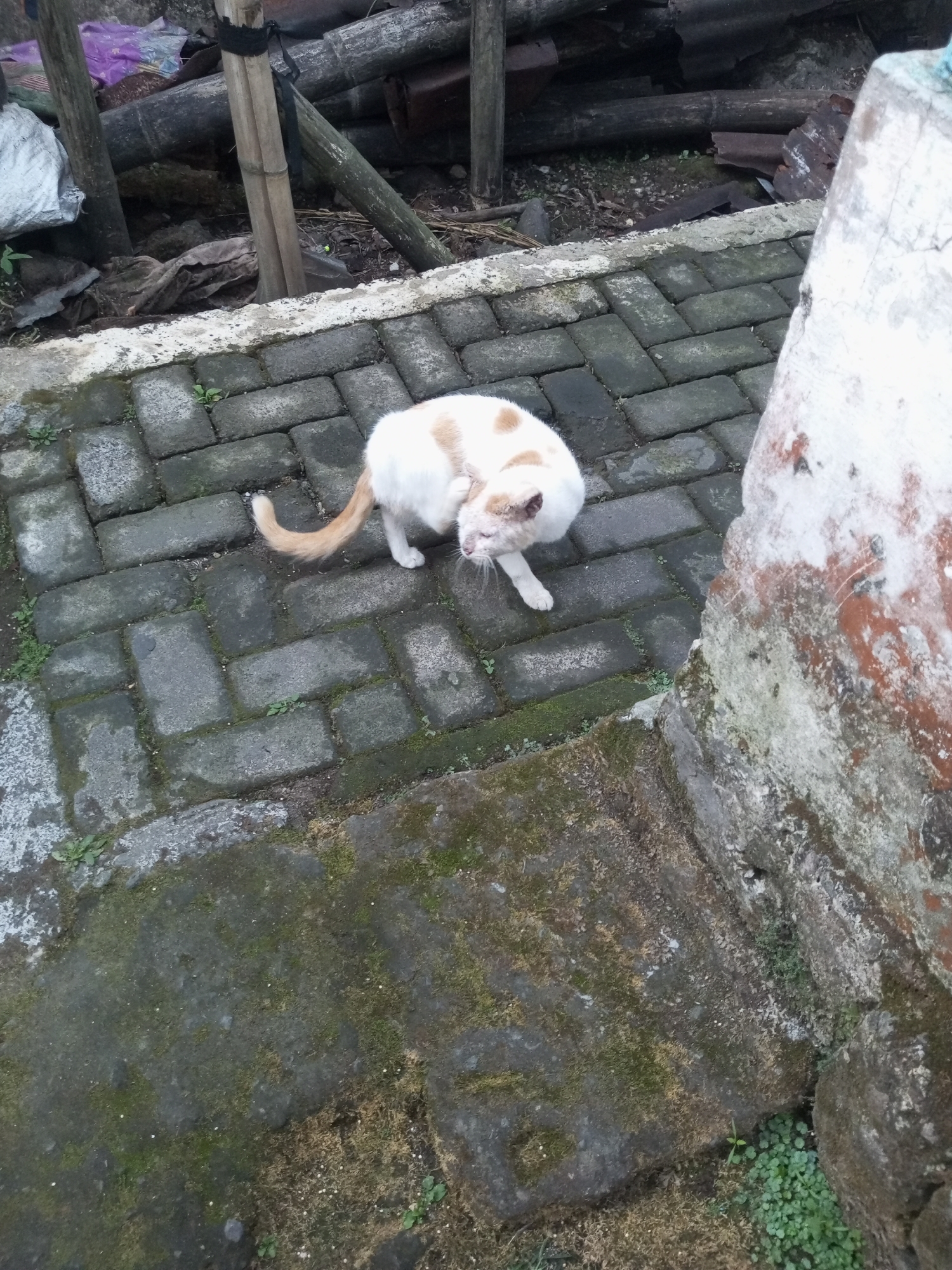 A domestic cat, predominantly white with light brown patches on its head and back, is crouched on a paved walkway composed of rectangular gray bricks. The cat is facing towards the right of the image, with its head turned downwards and its tail arched upwards. The walkway is bordered by a raised concrete edge, part of which is visible in the foreground and right side of the image, exhibiting a weathered texture with patches of moss and discoloration. Behind the cat, a pile of bamboo poles and what appears to be corrugated metal sheeting are stacked horizontally, suggesting a construction or storage area. The environment is outdoors, with some sparse green vegetation growing between the bricks and along the edges of the walkway. The lighting suggests an overcast day, as there are no strong shadows. The scene is captured from a high-angle perspective. The location is identified as Andongsili, Indonesia, though there are no specific urban landmarks visible in the image to corroborate this.