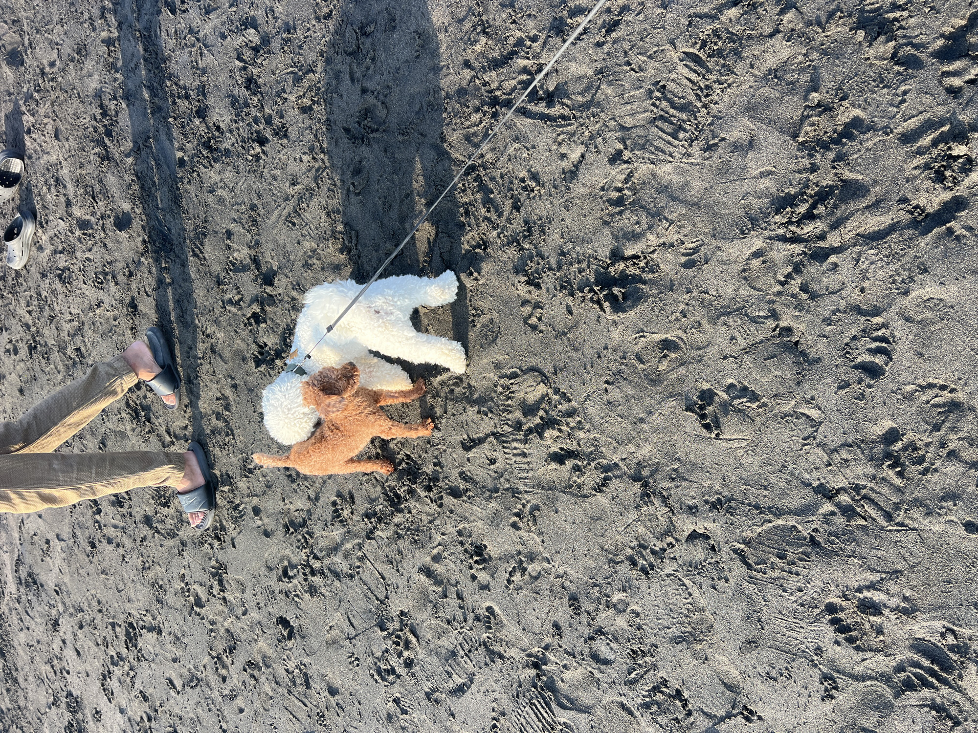 Two dogs, one brown and one white, stand on dark sand. The brown dog is smaller and is positioned to the left of the white dog, facing it. The white dog is larger and has its back to the viewer. A leash extends from the white dog, diagonally across the frame to the right. The ground is covered in dark sand with visible footprints from humans and paws. In the background, the legs of a person wearing khaki pants and dark sandals are visible walking away from the dogs and towards the upper left of the frame. There are also two black sandals on the sand to the upper right. The scene appears to be a beach in North Kuta, Indonesia.