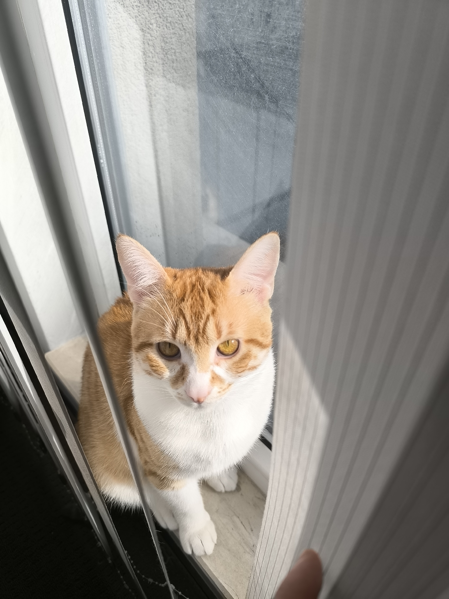 An orange and white cat sits on a windowsill in front of a window and white blinds. A finger from an unseen person touches the blinds. The location is presumed to be in Varna, Bulgaria.