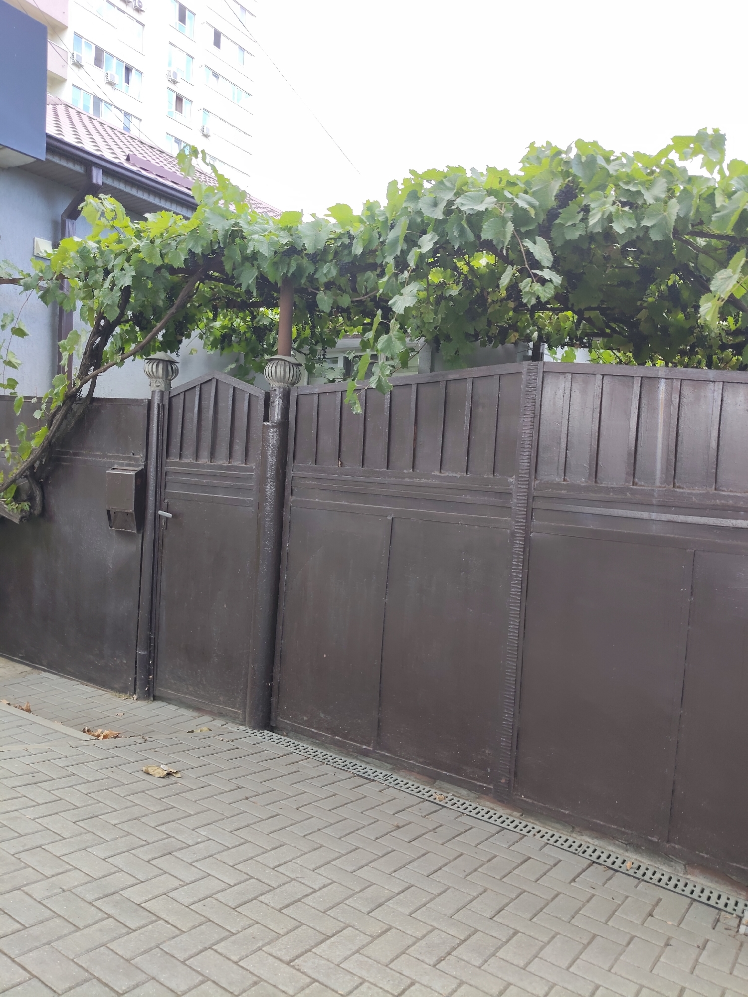 The image shows a dark brown metal gate in front of a building with a tiled walkway. Above the gate, grapevines with green leaves are growing on a trellis. The building in the background appears to be an apartment building with multiple windows and air conditioning units. The walkway is paved with light gray rectangular tiles laid in a herringbone pattern. A drain runs along the base of the gate. A small mailbox is attached to the left side of the gate. The sky is overcast and bright. The scene is set on a street in Chișinău, Moldova.