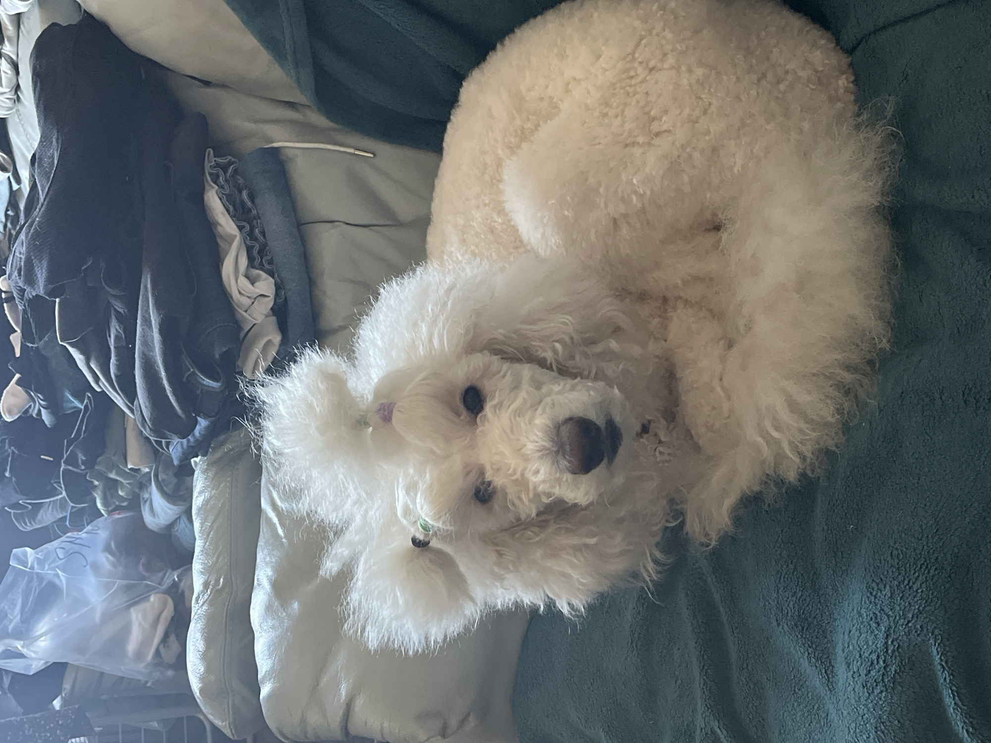 A fluffy white dog with a dark nose and two pigtails sits on a bed with a light blue sheet and a dark green blanket. To the left of the dog is a pile of clothes and a plastic bag. The location appears to be a bedroom in a private residence.