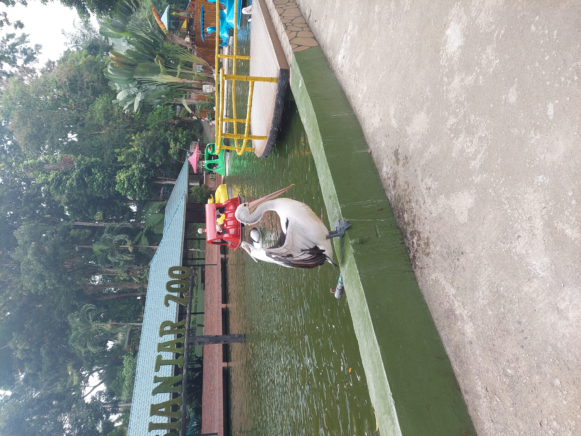 This image captures a scene at the Siantar Zoo in Pematang Siantar, Indonesia. In the foreground, a large pelican stands on a green concrete barrier overlooking a body of water. The pelican is white with black markings on its wings and has a long, orange beak. The water in the foreground appears murky green. Behind the pelican, a wooden walkway with a yellow bamboo-style railing extends into the water. Further back, in the water, another pelican is visible. The background features a variety of lush green trees and foliage, characteristic of a tropical environment. A building with a green tiled roof and signage that partially reads "SIANTAR ZOO" is visible on the left. Several colorful paddle boats, red and green, are also present in the water near the building. The overall environment suggests an outdoor recreational area within the zoo.
