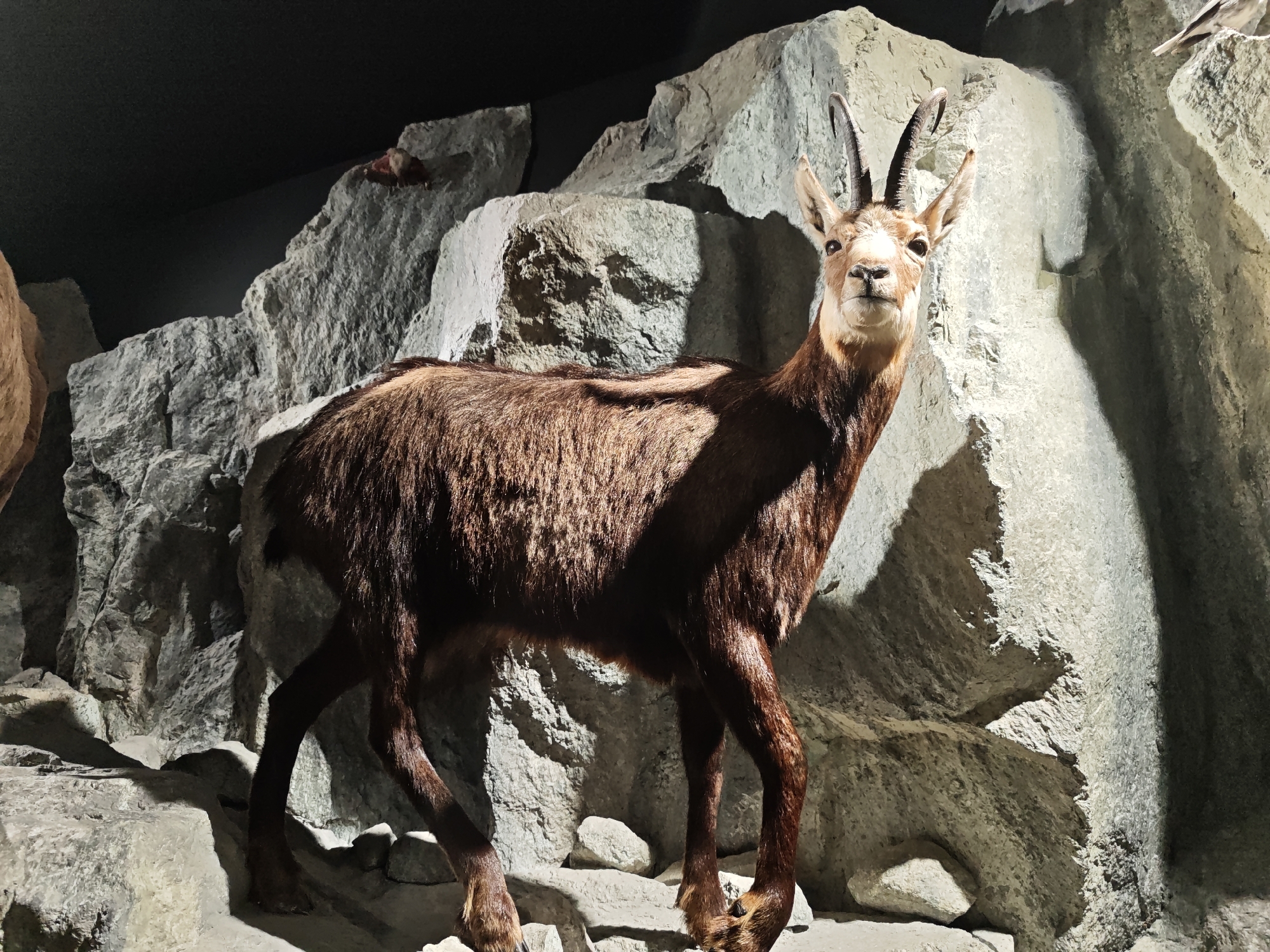This is a full shot of a taxidermied chamois, a type of goat-antelope, standing on a rocky, museum-like display. The chamois is positioned in the center of the frame, facing the viewer, with its head turned slightly to the right. Its fur is a rich brown, and it has curved horns. The background consists of large, gray, artificial rock formations, designed to mimic a mountain environment. The lighting is dramatic, with strong shadows cast by the rocks, creating a sense of depth. The overall scene is dark, with the chamois illuminated by a spotlight. This display is located in the National Park Museum Mittersill, Austria, which is dedicated to showcasing the fauna of the Hohe Tauern National Park.