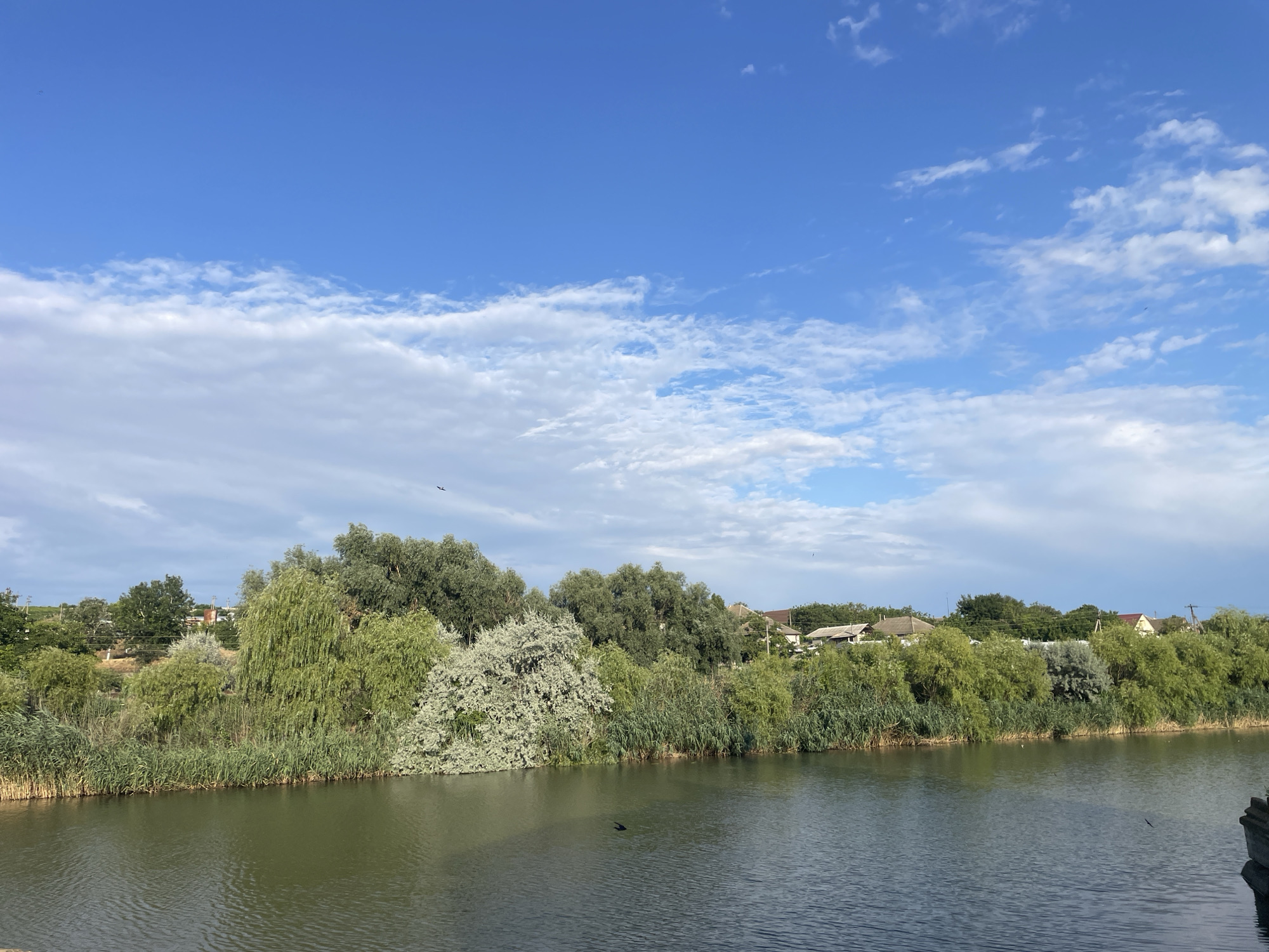 The image depicts a serene natural scene by the water, possibly in the city of Colibași, Moldova. A calm body of water, with subtle ripples, occupies the lower half of the frame. The shoreline is densely lined with reeds and various types of trees, ranging from tall, leafy trees to smaller bushes. Some of the foliage is a vibrant green, while other trees appear lighter, possibly due to their species or the angle of the sun. In the background, beyond the trees, are a few houses with visible rooftops, suggesting a residential area bordering this natural landscape. The sky above is a clear blue, dotted with scattered white clouds, some of which are elongated and wispy, indicating fair weather. A few small dark shapes, possibly birds, are visible in the sky and above the water. The overall impression is one of a tranquil, rural or semi-rural setting.