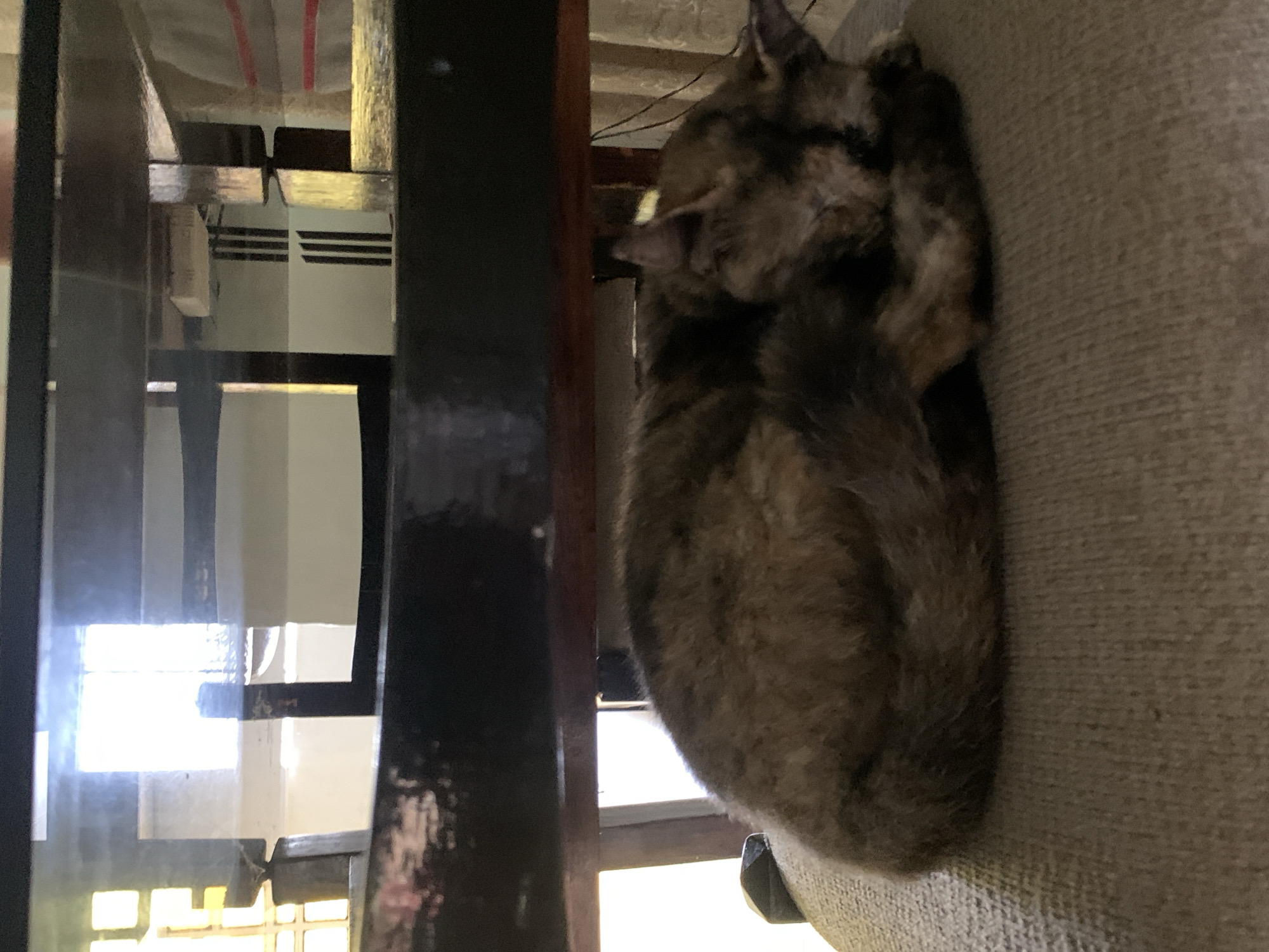 An indoor scene depicts a mottled brown, black, and tan cat, likely a tortoiseshell or calico, curled up and resting comfortably on light brown, textured upholstered furniture, possibly a couch or armchair. The cat's head is tucked in, suggesting it is sleeping peacefully.
In the background and foreground, dark brown or black wooden structures, resembling furniture frames, pillars, or window frames, are prominently visible. Behind these structures, a brightly lit area suggests a window or open doorway, allowing abundant natural light into the space. Reflections are visible on some of the wooden surfaces, indicating a glossy finish. Above the windowed area, a ceiling or overhead structure shows some red and white striped patterns. The overall atmosphere is tranquil and highlights a domestic moment. No text is visible in the image. The setting is a home in La Tagua, Venezuela, during daytime.