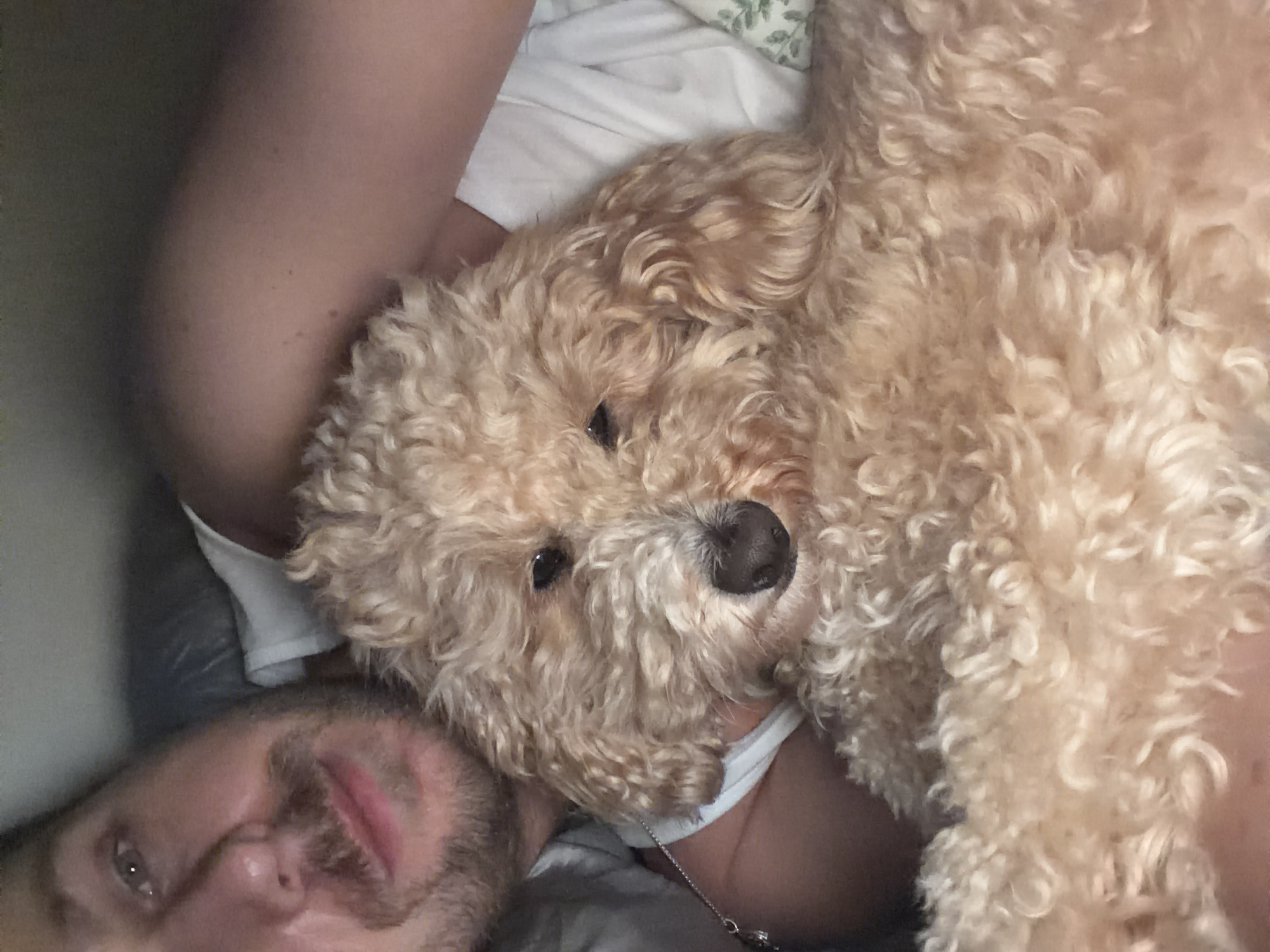 A selfie shows a man lying down with a fluffy, light brown dog resting on top of him. The man has fair skin, light stubble, and visible facial features including an eye, nose, and part of his mouth. The dog is positioned mostly in the center and upper right of the frame, its head close to the man's neck. The dog has a dark nose and curly fur. The background consists of white bedding and some darker tones suggesting a room setting.