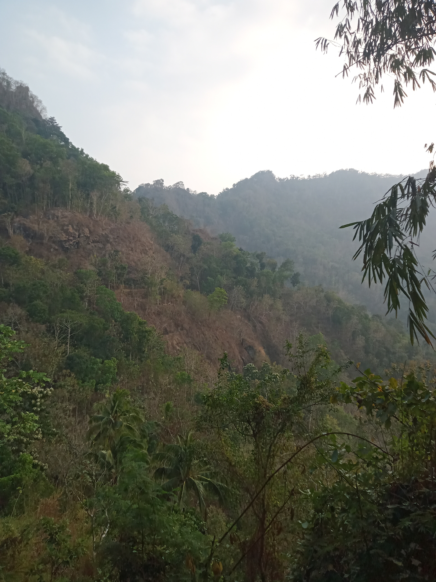 This is a wide-angle, vertical photograph of a lush, forested mountainside with a slightly hazy sky. The foreground is dominated by dense, green foliage, including several palm trees. In the middle ground, the mountainside is covered in a mix of green trees and drier, brown vegetation, suggesting a natural slope with varied growth. The background shows more rolling hills fading into a misty horizon. In the upper right corner, branches of bamboo frame the scene. The image depicts a natural, undeveloped landscape, characteristic of the rural environment of Majaksingi, Indonesia, a place known for its hills and tropical vegetation. There are no people or man-made structures visible.