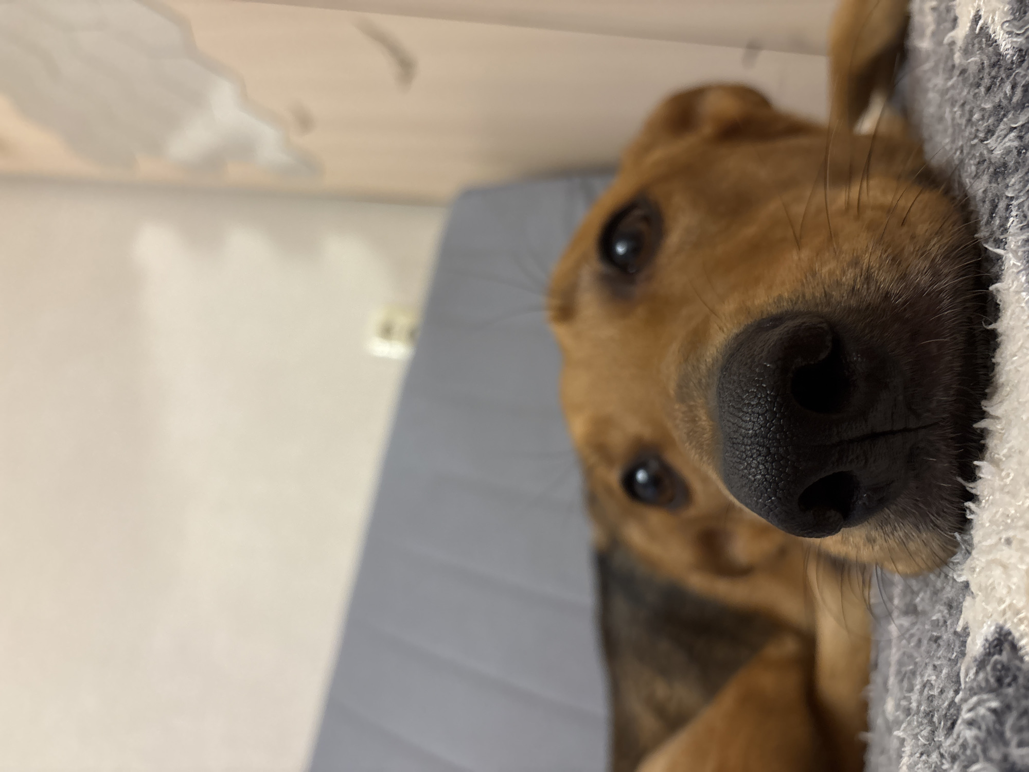 This is a close-up, vertically oriented photograph of a brown dog with dark eyes and a black nose. The dog is lying down, with its head tilted towards the camera. The focus is on the dog's face, particularly its nose and eye. The background is softly blurred, showing what appears to be a light-colored wall and a grey surface, possibly a bed or sofa. The lighting suggests an indoor setting, likely during the day, as there are no strong shadows. The overall mood is relaxed and intimate, with the dog appearing calm and perhaps a little sleepy. There is no visible text in the image. The context of Saint Petersburg, Russia, is provided but not visually evident within the frame itself.