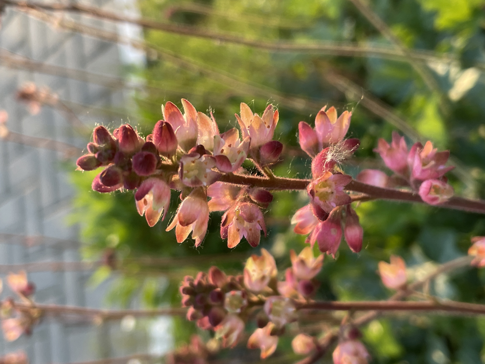 The image displays a close-up, shallow depth-of-field photograph of delicate, bell-shaped flowers or flower buds on slender stems. The flowers are primarily pink to reddish-pink, with some revealing lighter, almost cream-colored interiors where they are more open. They are arranged in multiple clusters along thin, reddish-brown stems that show fine hair-like textures.
Warm, golden sunlight, indicative of either late afternoon or early morning, illuminates the scene from the right, backlighting the flowers and creating a soft glow around their edges. This lighting emphasizes the delicate structures and the fine, wispy, translucent strands, likely spider silk or plant fibers, visible clinging to the flowers and stems.
The background is softly blurred, consisting of indistinct green foliage and some lighter, out-of-focus grey areas, suggesting an outdoor natural setting. No specific activities or events are taking place, and there is no visible text.
