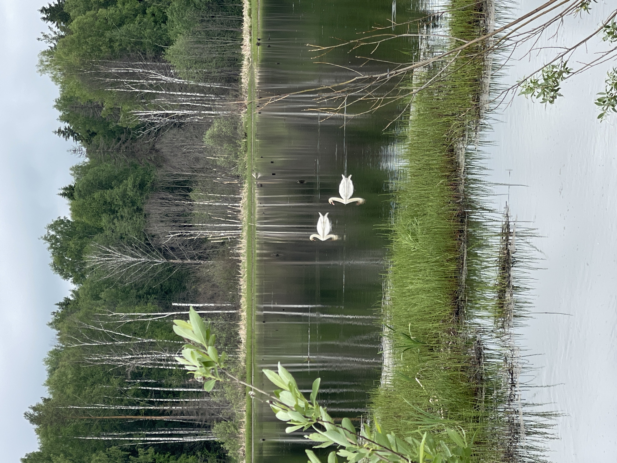 The image depicts a tranquil lake scene, possibly located near Kamennyi Kliuch, Russia, given the prevalence of birch and evergreen trees characteristic of the region. Two white swans are gliding on the water's surface, their reflections creating a mirrored effect. The shoreline is marked by dense green grasses, with some bare branches reaching towards the water. The opposite bank features a forest of birch and evergreen trees. The water surface exhibits slight ripples, reflecting the surrounding trees. In the foreground, foliage from a bush obscures the view. The overall impression is that of a serene and natural landscape.