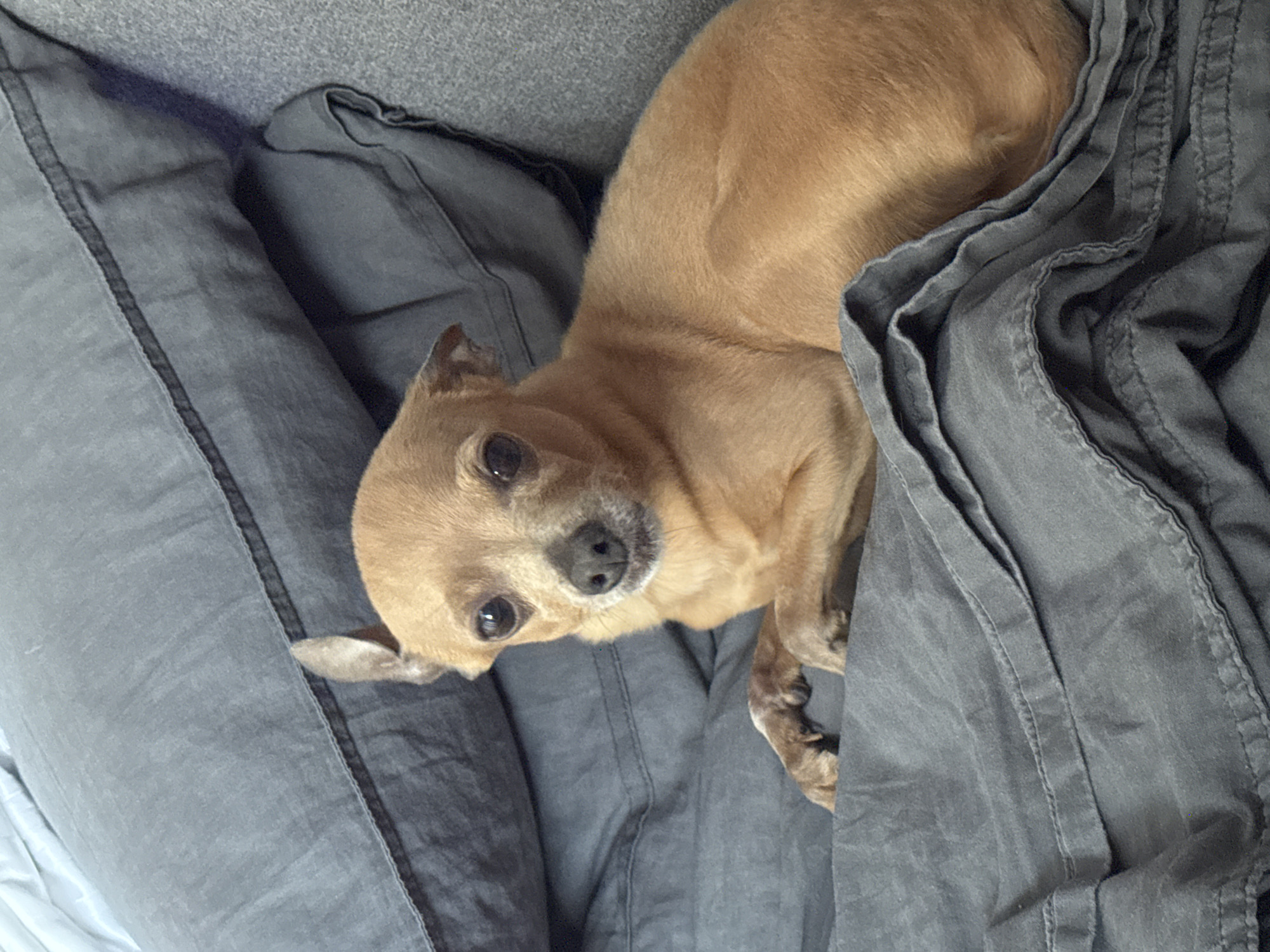 A small, light brown dog, likely a Chihuahua or similar small breed, is the central subject of this indoor photograph. The dog is nestled comfortably among various shades of gray fabric, suggesting a bed or sofa setting. It is positioned with its body partially covered by a textured, dark gray blanket or duvet on its right side, which features visible folds and stitched seams. To its left, a lighter gray pillow or cushion, also with a distinct seam, provides support.
The dog's head is tilted slightly, and it looks directly into the camera with large, dark, inquisitive eyes. Its snout is dark, and there's a touch of lighter fur around its muzzle. One ear is slightly perked, while the other lies flatter, suggesting a moment of attentiveness or curiosity. The background consists of a darker gray, subtly textured fabric, possibly upholstery or another part of the bedding.
The activity depicted is the dog resting or relaxing. There are no people visible in the image. The lighting appears soft and natural, indicating an indoor scene, likely during daytime. No specific time of day, weather conditions, or emotions beyond calm curiosity from the dog can be definitively determined. There is no visible text. The image itself does not contain any visual cues specific to Chaikovsky, Russia.