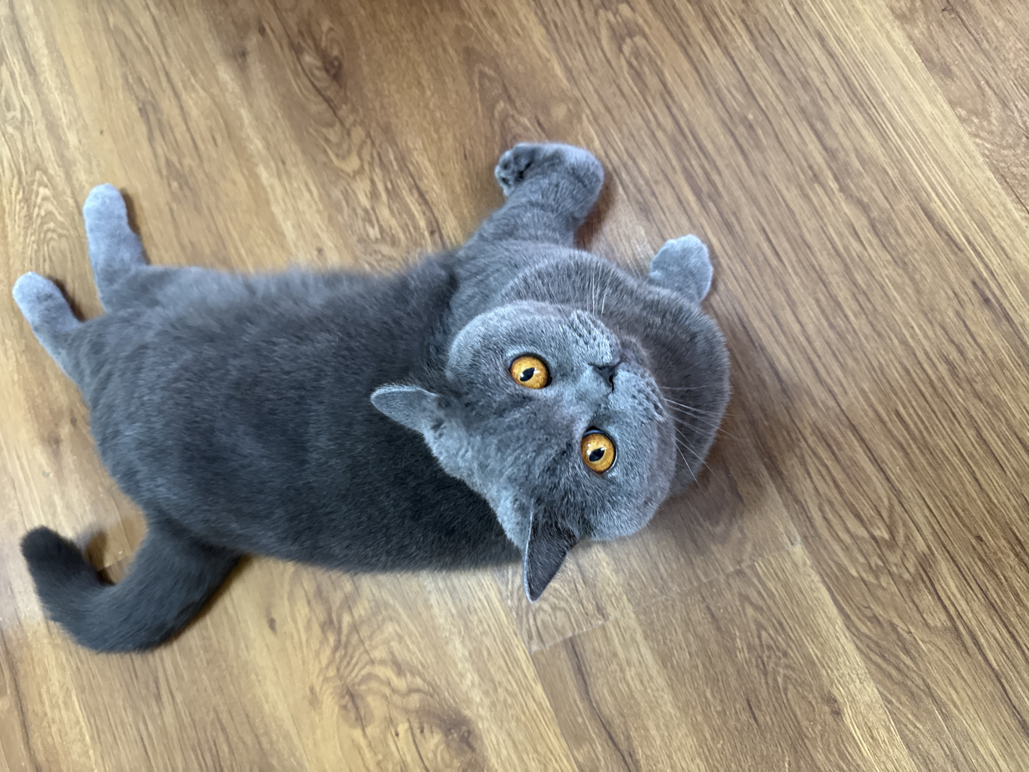 A British Shorthair cat with grey fur and bright orange eyes is lying on a wooden floor. The cat is positioned in the center of the frame, looking up towards the camera with its head slightly tilted. Its body is extended, with its front paws splayed out to the right and its hind legs tucked underneath. The tail is curled upwards and to the left. The wooden floor has a visible grain pattern. There is no identifiable location in the city of Plovdiv, Bulgaria.