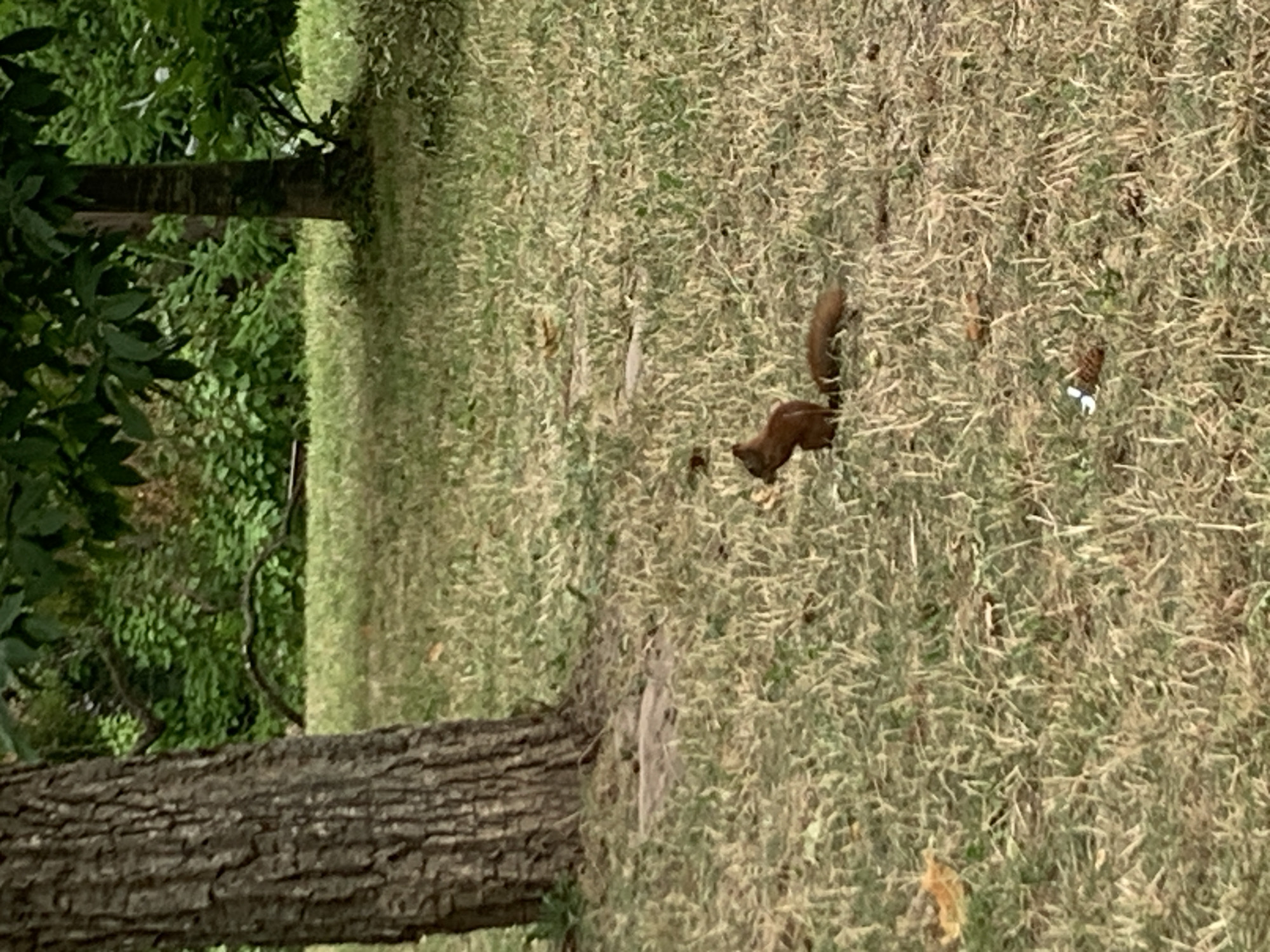 A squirrel is visible in a grassy area, with a large tree trunk to the left of the frame. The squirrel, reddish-brown in color, is in the center-right of the image and appears to be facing left. It is sitting upright, with its tail curled over its back. Behind the squirrel, another squirrel or a similar object, also reddish-brown, is lying horizontally on the grass. The ground is covered in dry, yellowish-green grass, with some scattered leaves and small brown debris. In the background, there is a dense green foliage of trees and bushes. The scene depicts a natural outdoor environment, likely a park or a wooded area within a city. There is no indication of Lviv, Ukraine.