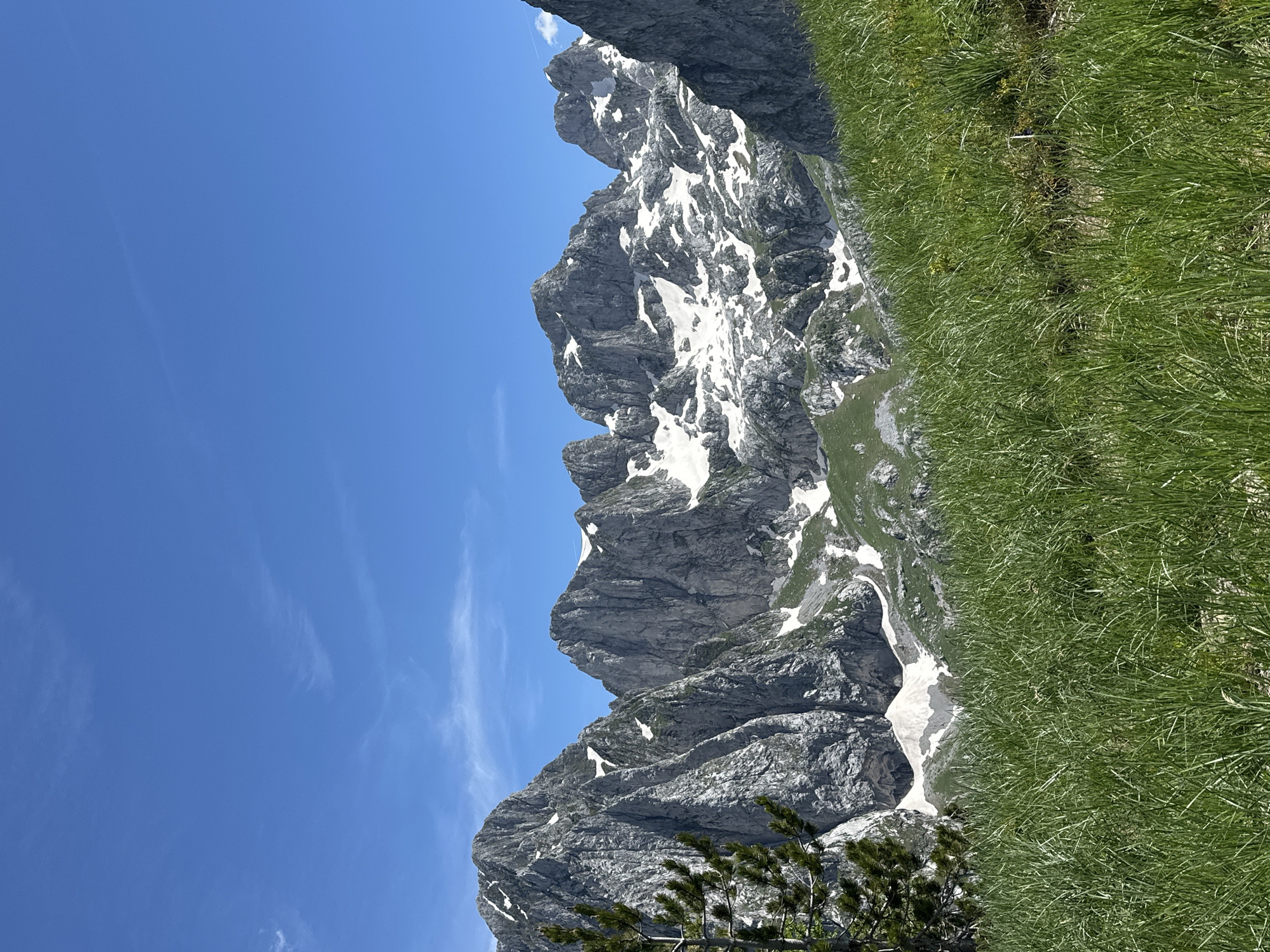 The image depicts a scenic mountain landscape under a clear blue sky. The foreground is dominated by lush green grass. In the mid-ground, rugged, rocky mountains rise steeply, interspersed with patches of snow, indicating a high-altitude environment. The mountains are jagged and imposing, with deep crevices and sharp peaks. A lone pine tree stands to the left of the frame, its branches reaching towards the mountains. The background consists of an expansive, cloudless blue sky with a few wispy cirrus clouds. The scene appears to be a natural, undeveloped area, likely a hiking trail or viewpoint. The location is identified as Dolja, Montenegro, a region known for its dramatic mountainous terrain and natural beauty.
