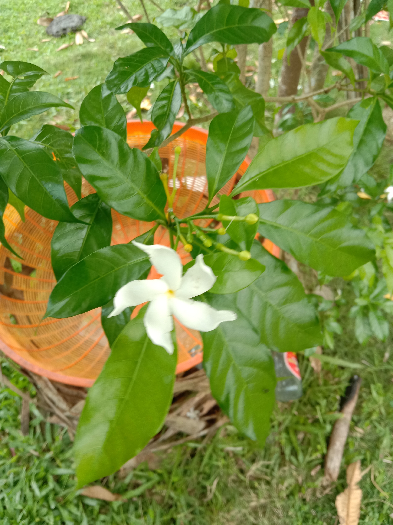 The image shows a white flower with green leaves growing in an outdoor environment, with an orange basket behind the plant. The location is Blangkarieng, Indonesia. The background includes green grass, a tree trunk, and other vegetation. A clear plastic bottle and a piece of wood are on the ground. The light suggests an overcast day.