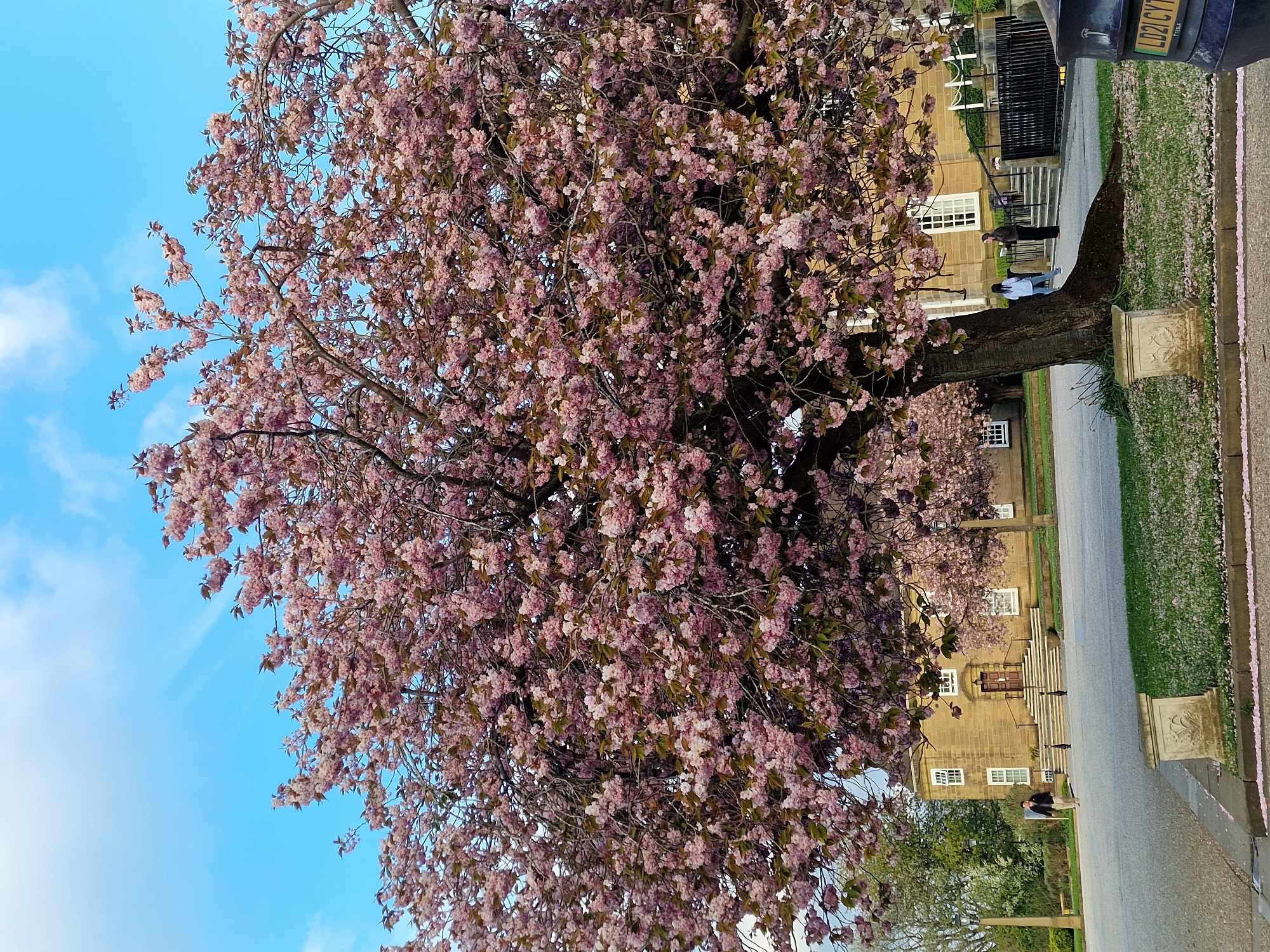 The image depicts a blossoming tree in full bloom, with pink flowers covering its branches, set against a blue sky with wispy clouds. The tree is located along a sidewalk, and adjacent to a road. On the other side of the road is a multi-story brick building with white-framed windows and a staircase leading to a central entrance. Two individuals are standing near the base of the tree. A car, possibly parked, is visible in the top right corner of the image, partially obscured. The scene is an outdoor environment, likely in the city of Durham, United Kingdom.