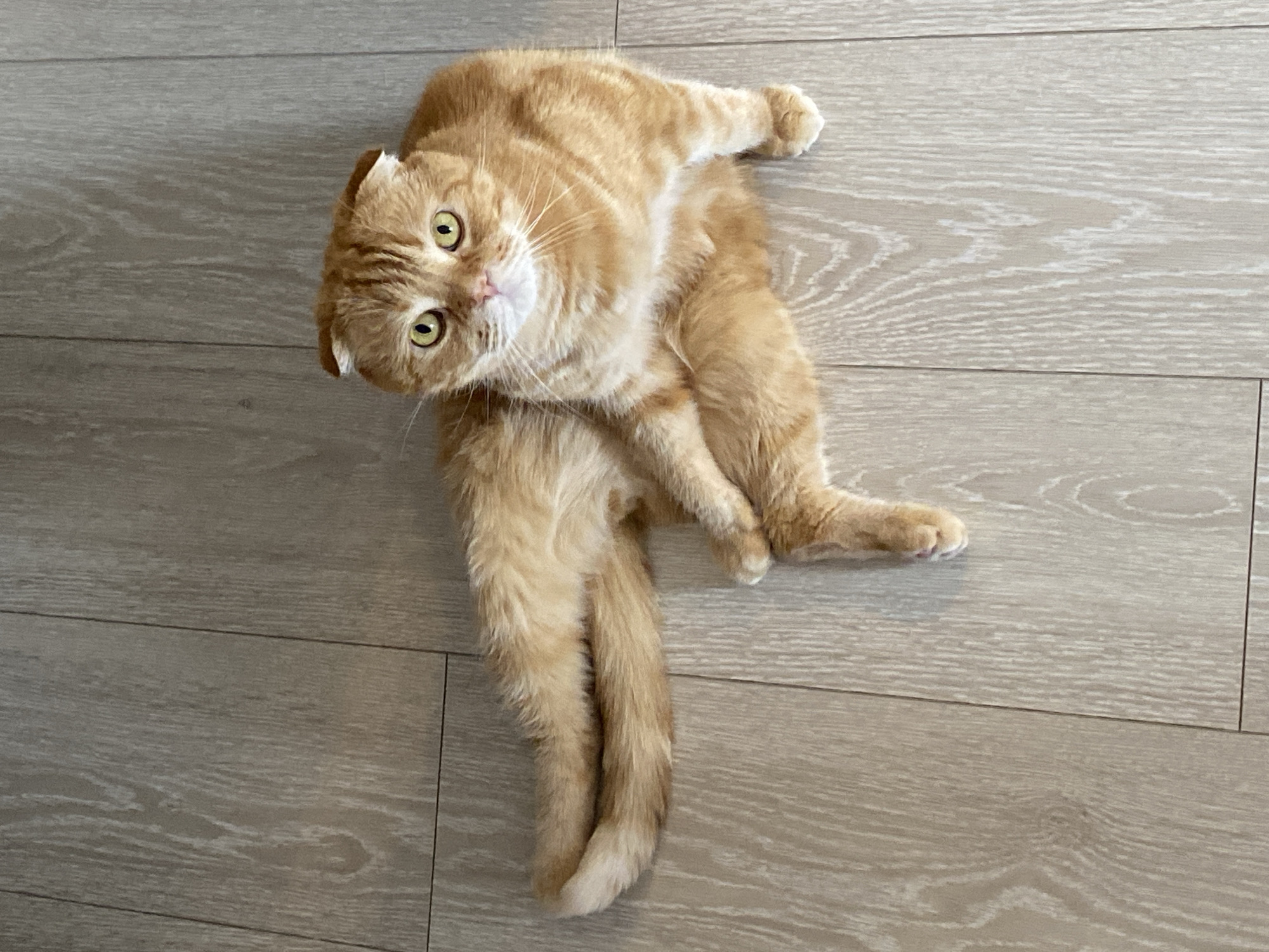 A medium-sized, orange tabby Scottish Fold cat is lying on a light brown wood-look laminate floor. The cat is positioned with its head tilted upwards and to the left, looking directly at the viewer. Its body is twisted, with one leg extended upwards and the other bent beneath it. The cat's tail is visible extending towards the bottom of the frame. The location is not discernible from the image.