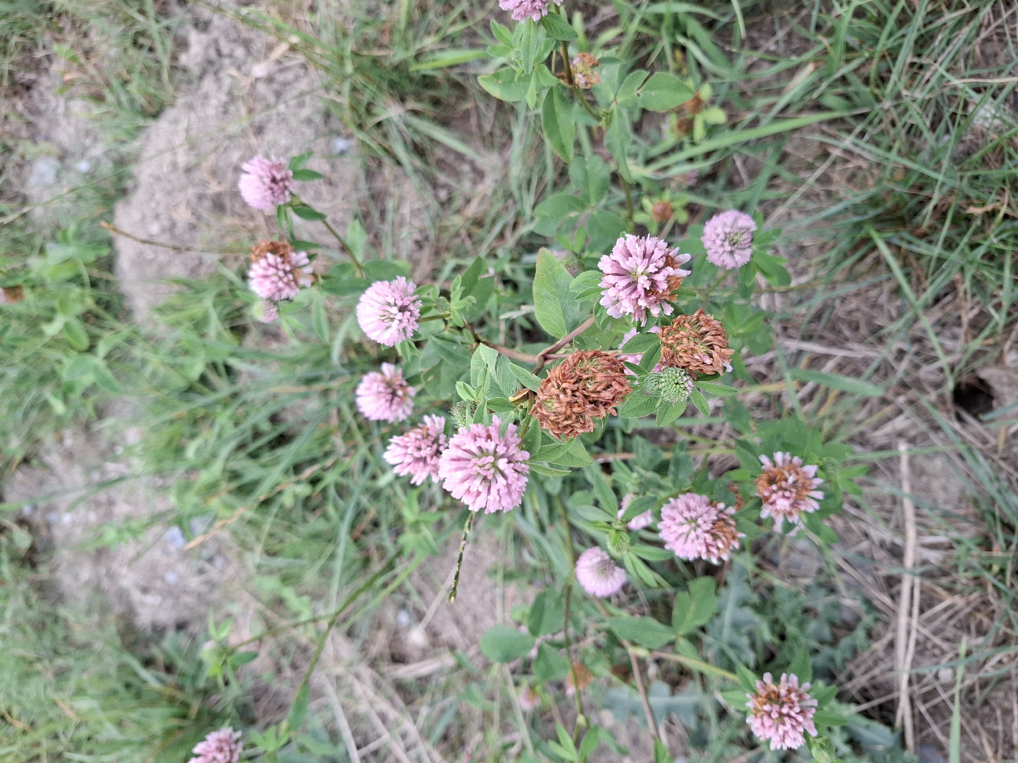 In Rothenburg, Switzerland, a cluster of wild clover flowers, predominantly pink, are captured in a close-up outdoor shot. The clover blooms are varied in their stage of development, with some appearing fresh and vibrant, while others show signs of wilting and browning, particularly a cluster of seed heads on the left side of the frame. The flowers are surrounded by green foliage and blades of grass, with patches of dry earth and debris visible in the background, suggesting a natural or uncultivated setting. The image is taken from a slightly elevated perspective, looking down on the flora.