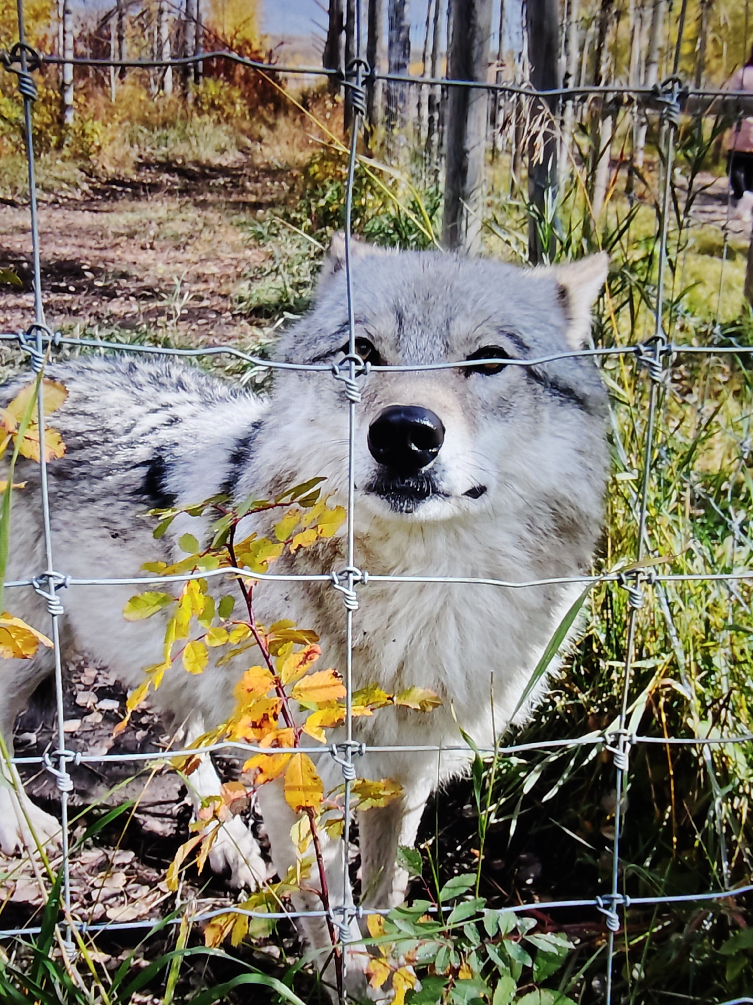 A wolf is visible through a chain-link fence, its face taking up a significant portion of the frame. The wolf's fur is predominantly gray and white, with darker gray markings on its back and tail. Its eyes are amber, and its nose is black and wet. The wolf is looking directly at the camera. In the background, there are trees with autumn foliage in shades of yellow and orange, suggesting the image was taken in the fall. The ground is covered with dirt, fallen leaves, and some patches of green grass. There is also a person in the far right background, out of focus, walking away from the camera. The overall scene appears to be an outdoor enclosure in a naturalistic setting, possibly a wildlife park or zoo. This image was taken in Calgary, Canada, given the context of the location provided for this task.