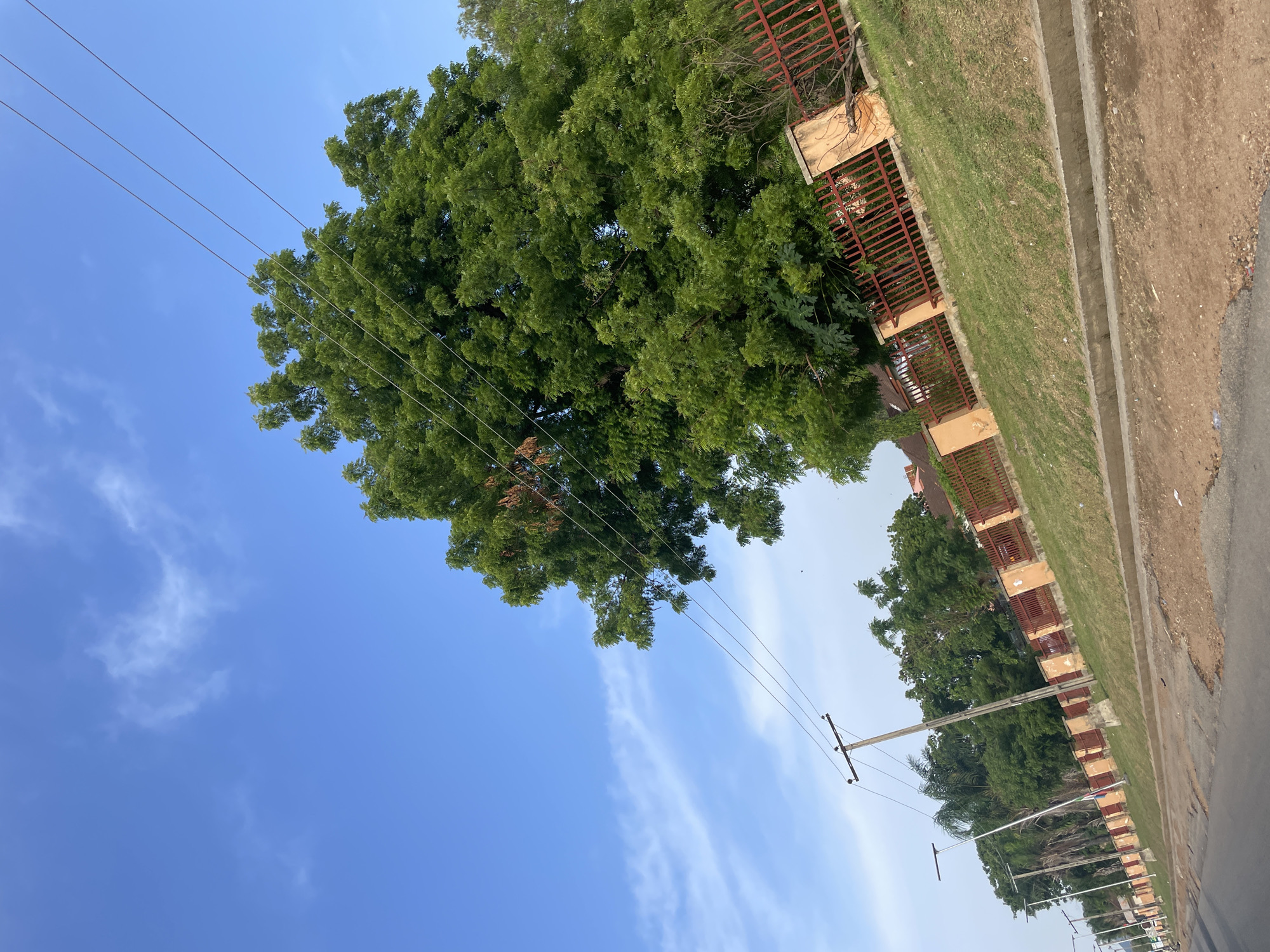 The image depicts a scene in Jalingo, Nigeria, under a clear blue sky with scattered wispy clouds, suggesting a pleasant daytime weather. The photograph is oriented sideways.
In the foreground, a paved road runs along the right side of the image, bordered by a strip of dry, dusty ground. Adjacent to this is a well-maintained grassy area, separated by a concrete curb and a reddish-brown metal fence. Behind the fence, a large, lush green tree with dense foliage dominates the left side of the frame, its branches reaching upwards. Several electrical wires are strung across the sky, supported by utility poles visible further down the road.
The fence appears to be part of a property boundary, with some structures or buildings partially visible behind it. The overall setting suggests a residential or public area with vegetation and infrastructure typical of a town or city in Nigeria. There are no people or specific activities clearly depicted, giving the image a static, observational quality. The lighting indicates it is likely daytime, possibly late morning or afternoon, with the sun casting no harsh shadows. The clarity of the sky and the vibrant green of the tree suggest favorable weather conditions. No text is visible in the image.