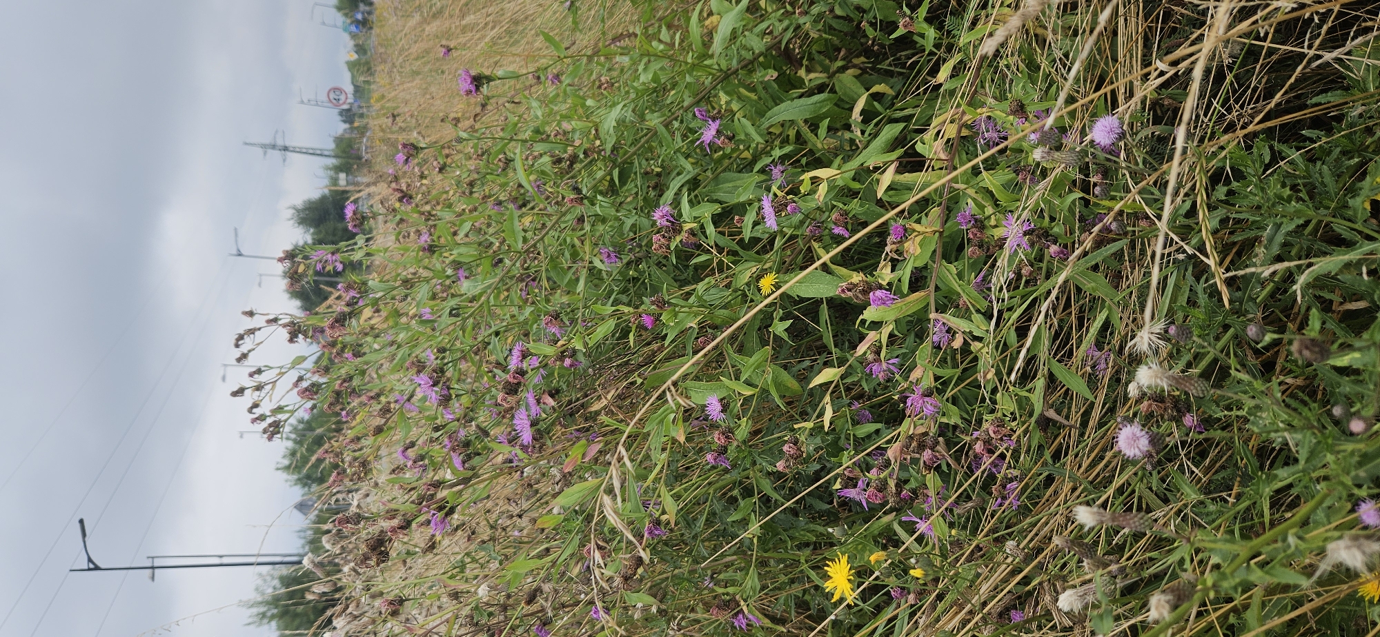 This is a photograph taken at ground level, looking up through a dense patch of wild vegetation, likely on the outskirts of the city of Brzezinka, Poland. The vegetation consists of tall, dry grasses and lush green plants with numerous small purple thistle-like flowers and some buds. There is also a single yellow flower visible. In the background, an overcast sky is visible above a line of trees. A road with traffic lights and a 40 km/h speed limit sign is also present, suggesting an urban or semi-urban environment. Utility poles with overhead power lines are prominent against the sky. No people or animals are visible in the image. The overall impression is one of a natural, untamed area encroaching on developed infrastructure.