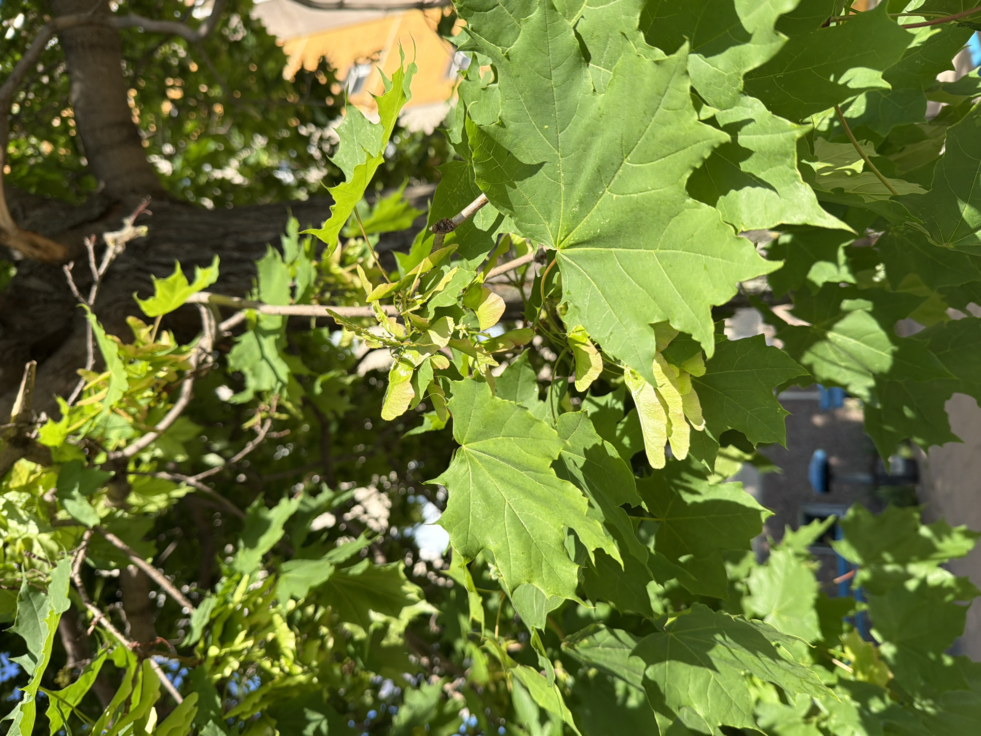 The image shows a close-up view of a maple tree branch in Chaikovsky, Russia. The tree has vibrant green leaves and clusters of developing samaras, also known as maple keys. The background is blurred, suggesting that the photo was taken from a low angle looking up into the canopy. A building is partially visible in the upper background, suggesting an urban setting.