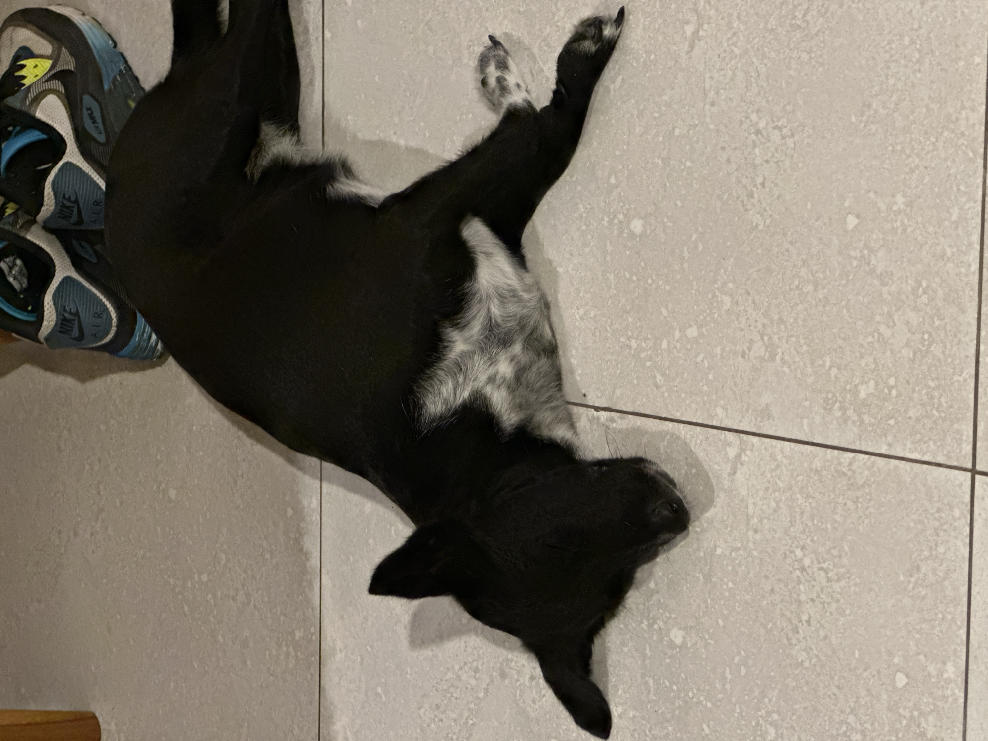 A black dog with white markings lies on its back on a light gray tile floor. The dog's head is oriented towards the upper right corner of the frame. A pair of blue and white sneakers is visible in the upper left corner of the image. The setting appears to be indoors. There is no information to infer the location is in Mengwi, Indonesia.