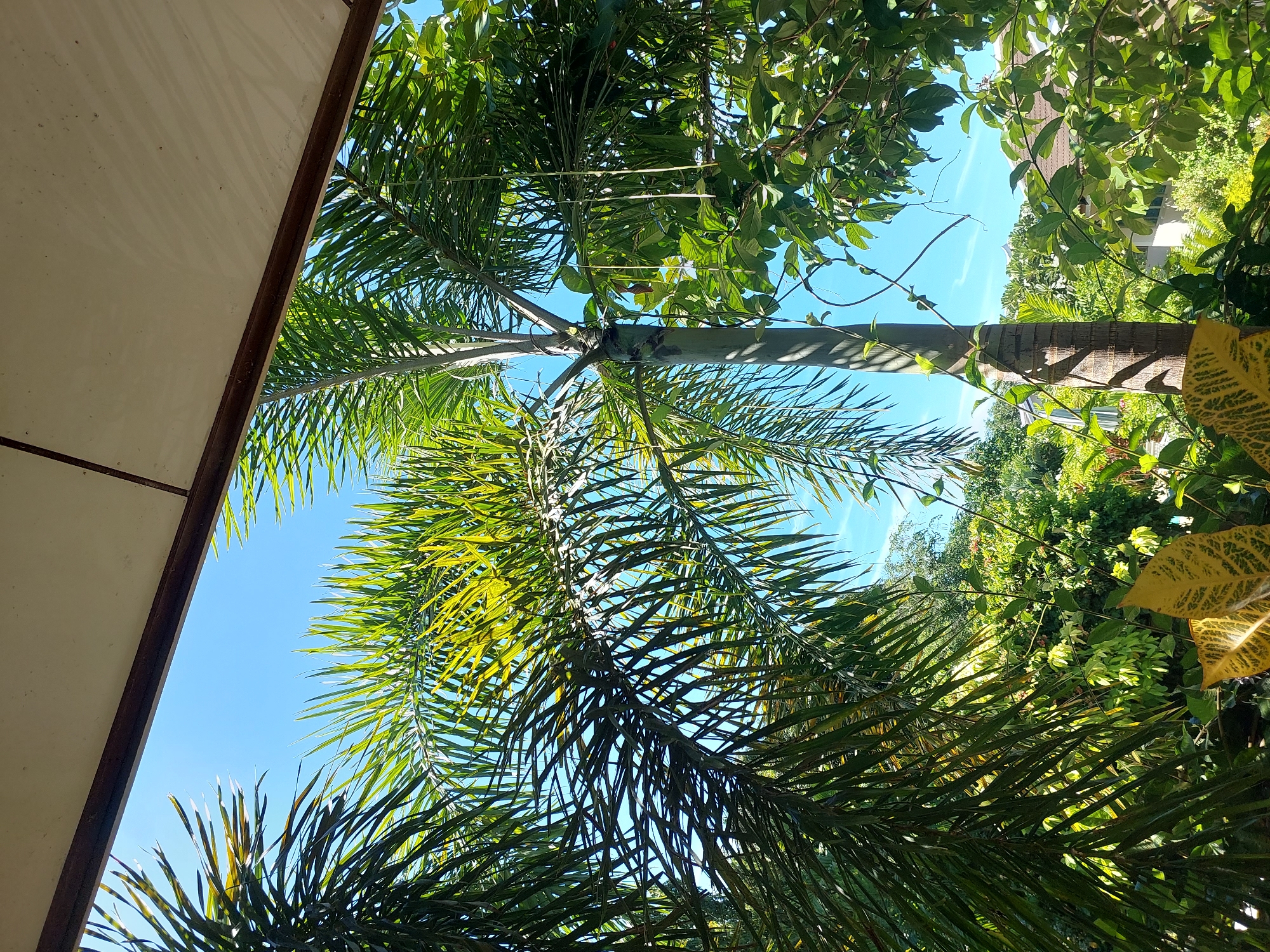 The image depicts an outdoor scene viewed from beneath an overhang. In the foreground, the fronds of a palm tree dominate the left and center of the frame, with sunlight filtering through them, creating a dappled effect against a clear blue sky. A palm tree trunk, textured and gray, is visible in the center. To the right, lush green foliage and other trees form a dense backdrop. In the middle ground, hints of buildings with tiled roofs can be seen peeking through the greenery, suggesting a residential or developed area. The sky is bright and cloudless, indicating a sunny day. The image appears to be taken in Baan Mae Nam, Thailand, a location known for its tropical climate and lush vegetation, consistent with the scene. There are no people or animals visible in the image.