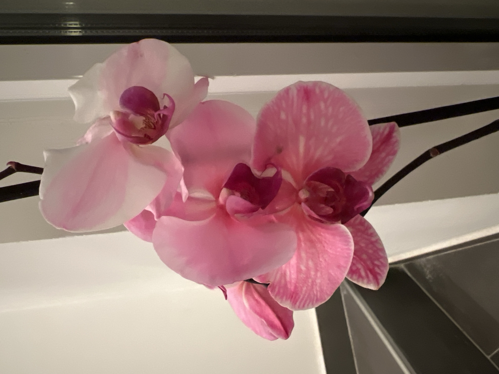 A close-up photograph shows pink and white orchid blooms against a white and gray background. The flowers feature varying shades of pink and deep purple accents within the flower's center. Behind the flowers are elements suggesting an indoor environment, with a white surface contrasting against dark gray. The photograph is taken from a low angle, looking upward at the orchids. The location is not identifiable.