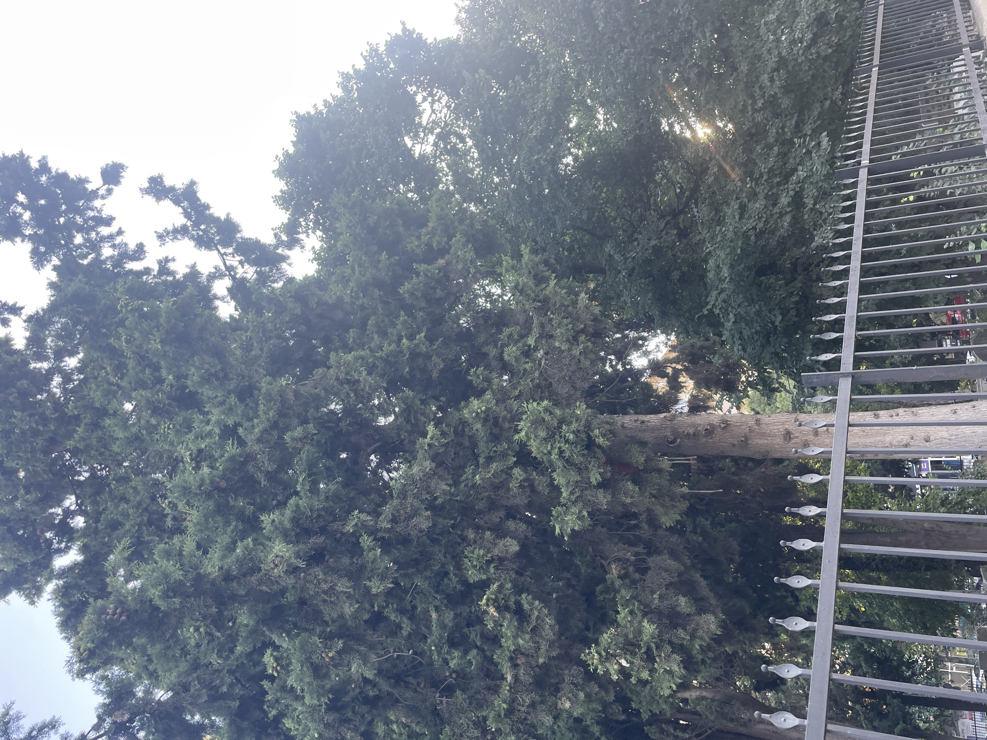 The image depicts a street view in Kadıköy, Turkey, focusing on the upper portion of several trees and a black metal fence in the foreground. The fence is ornately designed with pointed finials along its top rail. Behind the fence, large evergreen trees with dense foliage dominate the scene. The sun is visible filtering through the leaves of a deciduous tree on the right side of the frame, creating lens flare effects. The sky is bright and appears overcast or hazy. There are no people or discernible actions in the image. The environment appears to be an urban setting with vegetation.