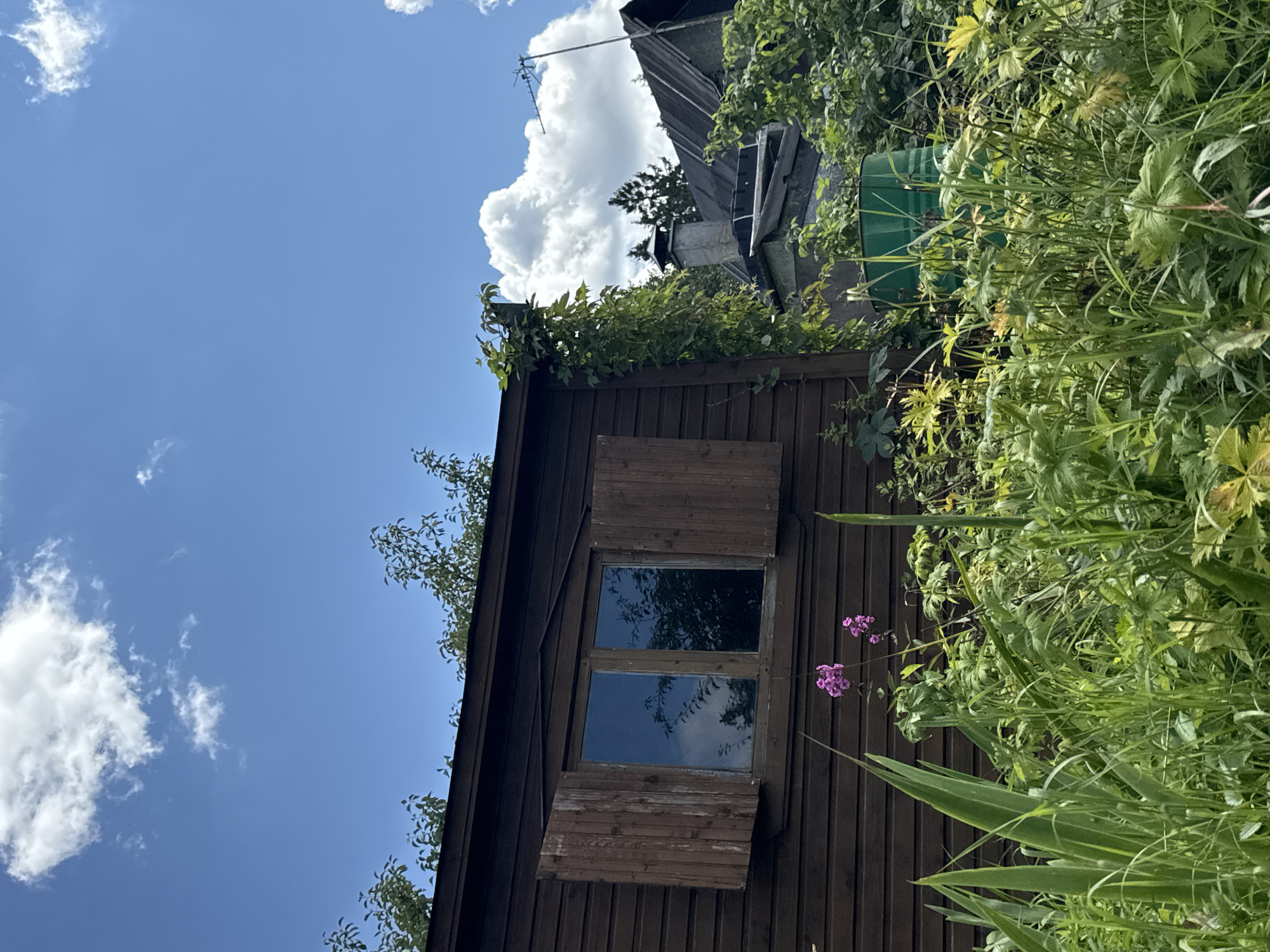The image depicts a rustic wooden shed with open shutters on a window, set against a backdrop of a bright blue sky with scattered white clouds. Lush green vegetation, including tall grasses and flowering plants, dominates the foreground. In the background, other structures, a chimney, a green barrel, and more greenery are visible, suggesting a rural or garden setting. The location is identified as Красная Пресня Снт, Russia. There are no people present in the image.
