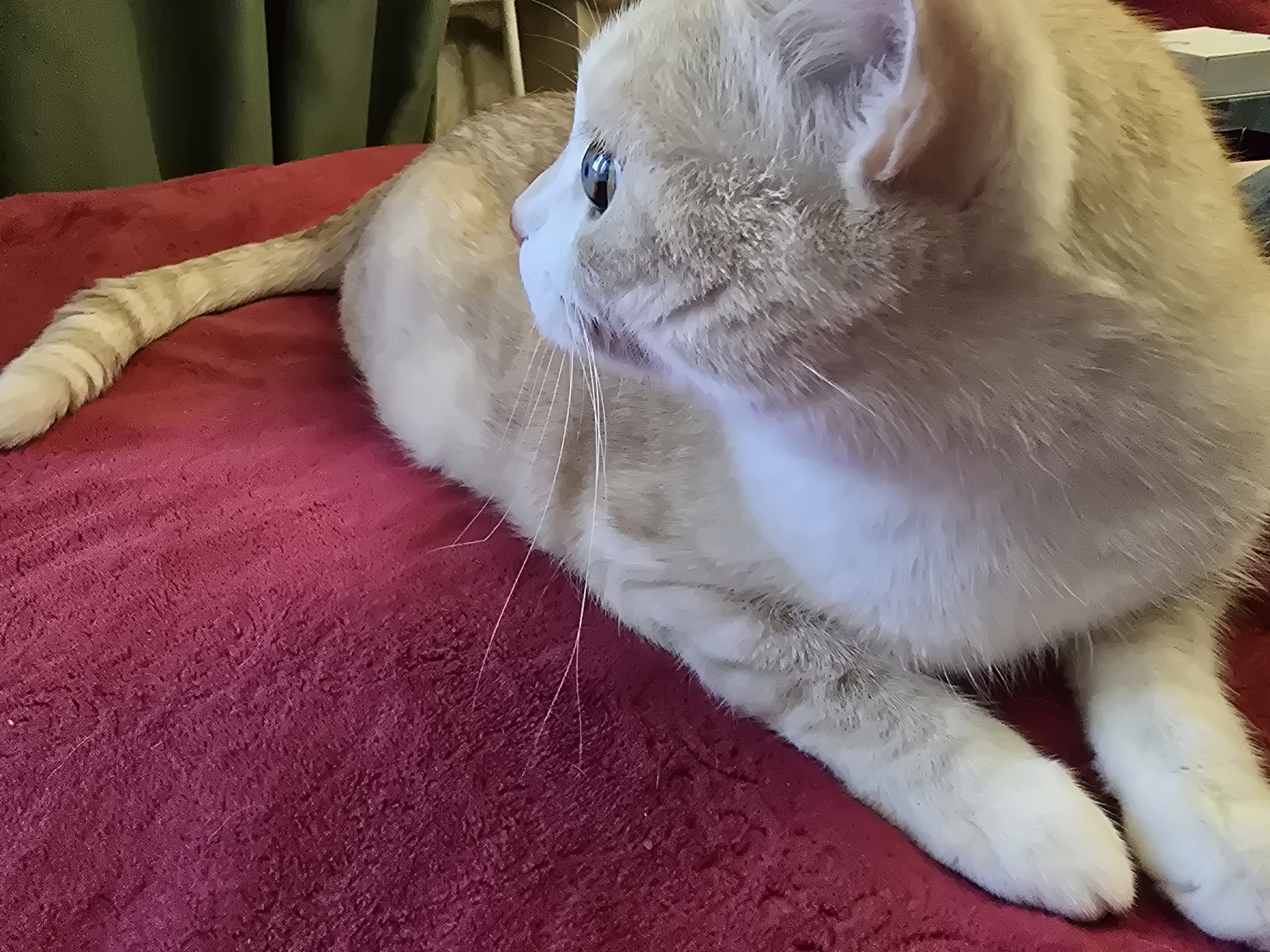 An orange and white cat lies on a red velvety surface. The cat is facing to the right, with its head turned to the left. The cat's fur is short and soft, and it has bright blue eyes. The red surface is textured and appears to be a blanket or rug. The background is out of focus, but it appears to be a room with green curtains.