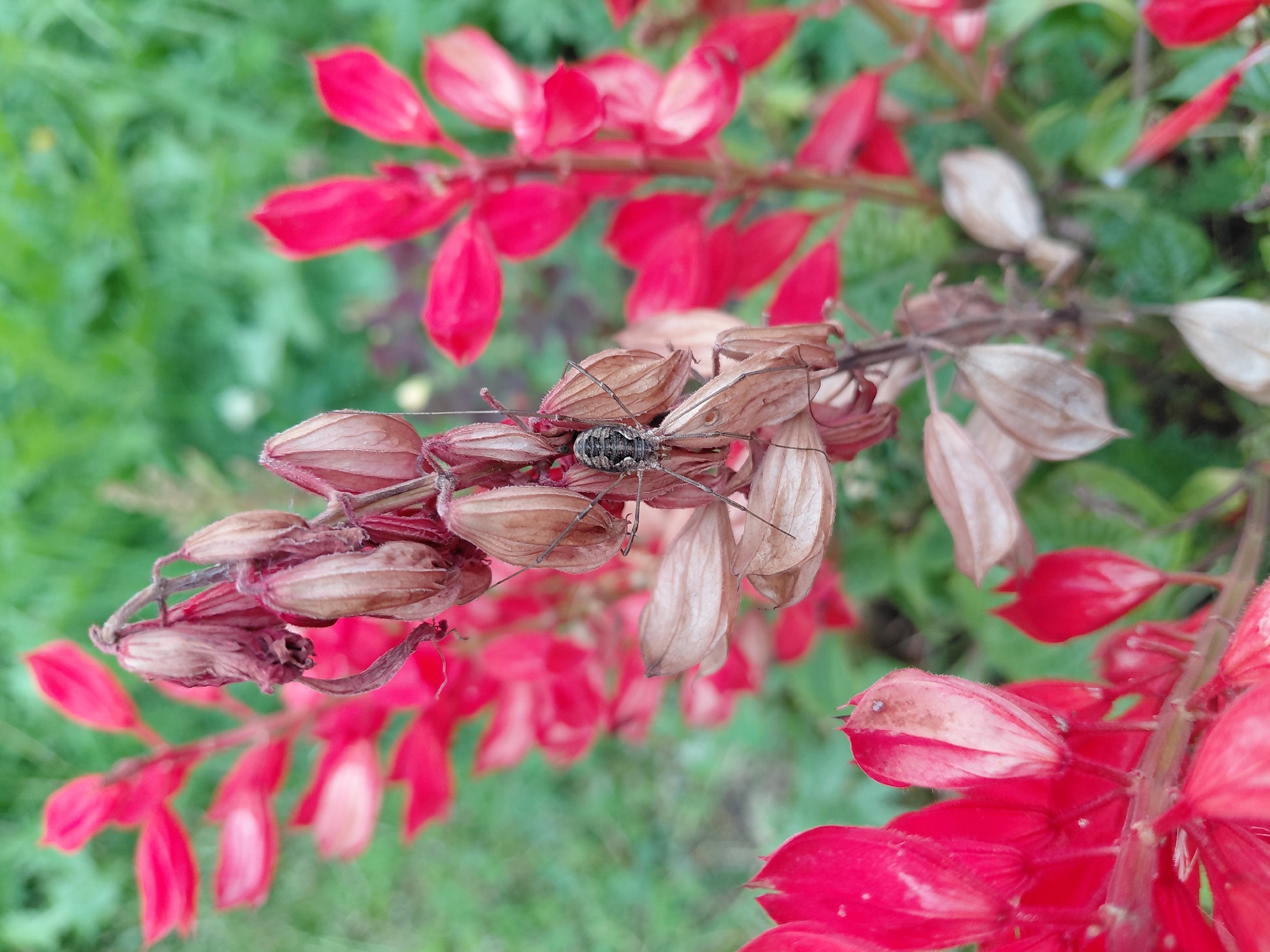 A close-up, slightly out-of-focus shot shows a dry seed pod cluster of a vibrant red flower with a small, dark insect perched on one of the pods. The background is a blur of green foliage and more of the red flowers. The scene appears to be outdoors in a garden or natural setting, possibly in Malinovka, Russia.