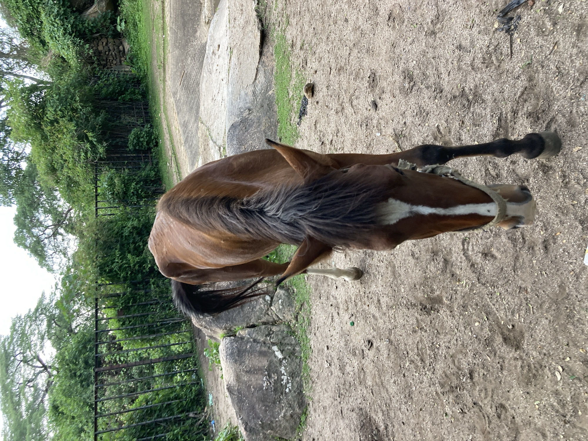 A brown horse with a white blaze on its face is standing in a dusty enclosure. The horse is looking down, as if grazing. The enclosure is surrounded by a metal fence and lush green vegetation. In the background, there are large rocks and trees. The ground is covered with sand and small pebbles. There is a concrete pathway visible in the middle ground. The image appears to be taken in an outdoor setting, possibly a zoo or a wildlife park.