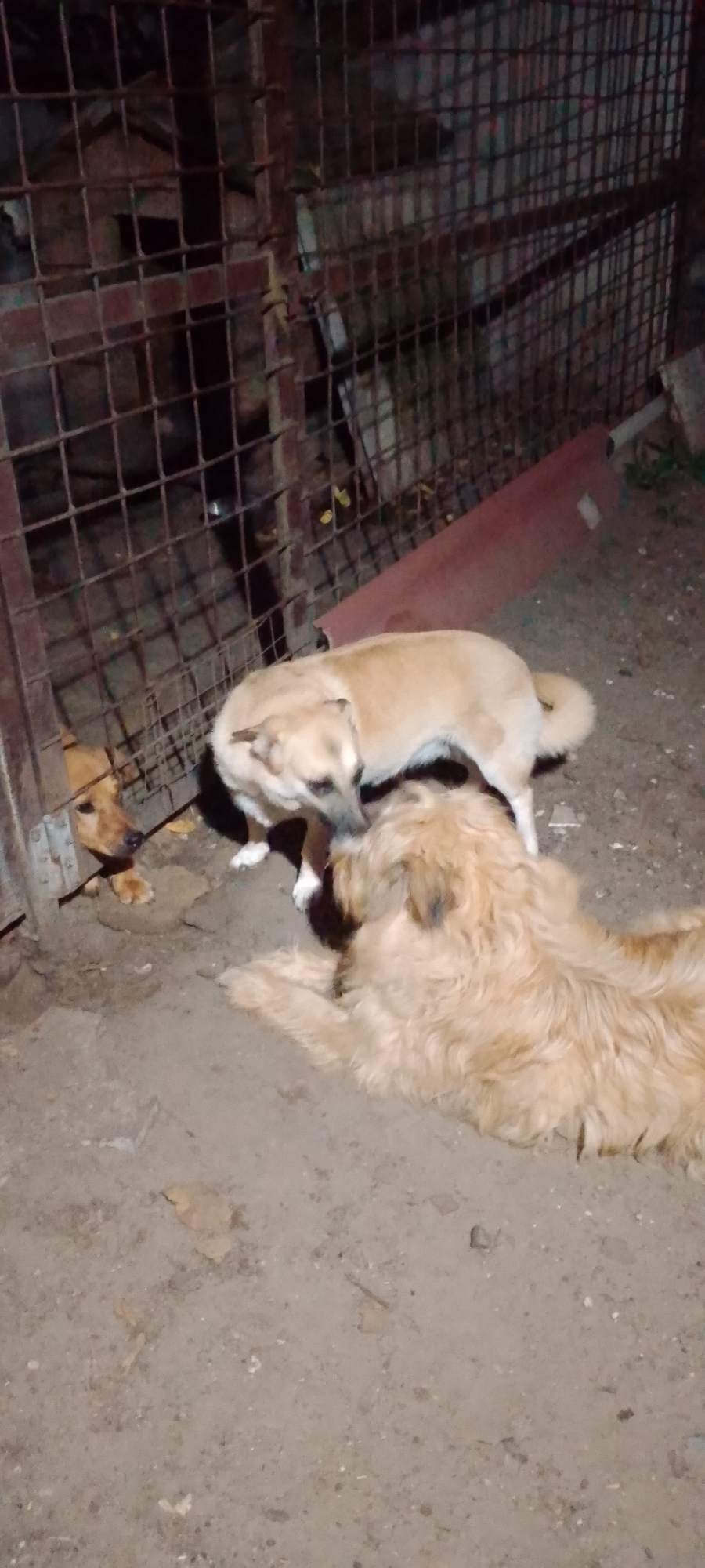 The image depicts three dogs in an outdoor enclosure, likely in Belgorod, Russia. Two tan-colored dogs are in the foreground. One is lying down with its head towards the right, showing a shaggy coat. The other tan dog is standing, facing left, with its head down as if interacting with something on the ground or with another dog. A third, smaller tan dog is visible on the far left, partially behind a metal fence, also looking downwards. The enclosure appears to be made of rusted metal bars and has a dirt or gravel floor. In the background, a dark, possibly wooden structure is visible through the fence, and a red, possibly metal, sheet leans against the enclosure. The lighting suggests it is nighttime or a dimly lit area.